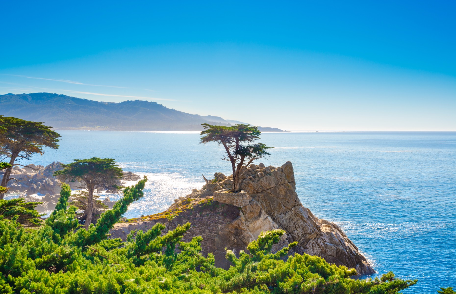 Lone cypress tree in Carmel (Image: Alexander Demyanenko/Shutterstock)