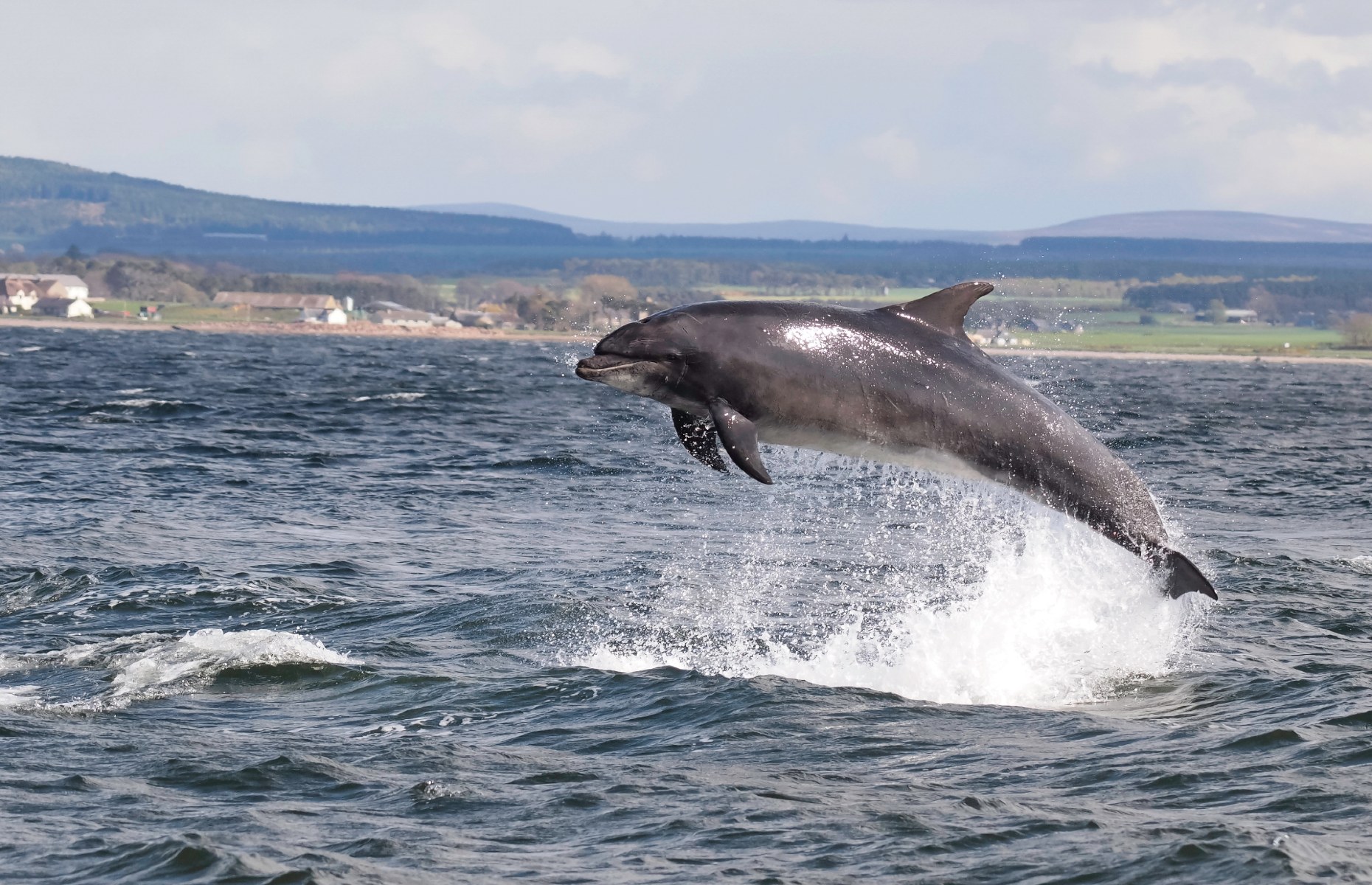 A dolphin in Mull (Image: Chanonry/Shutterstock)