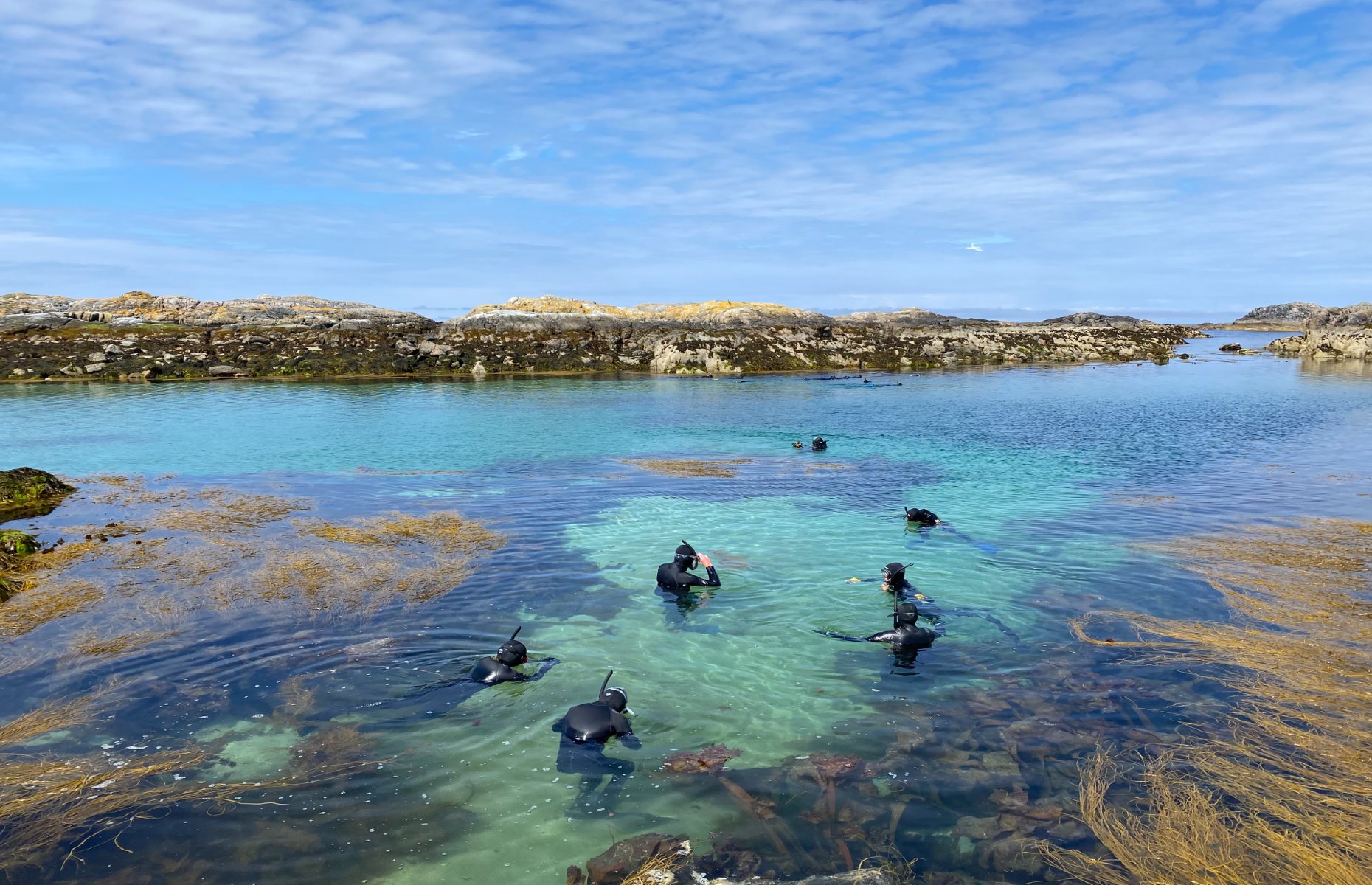Swimmers in wetsuits at Cairns of Coll (Image: Basking Shark Scotland)