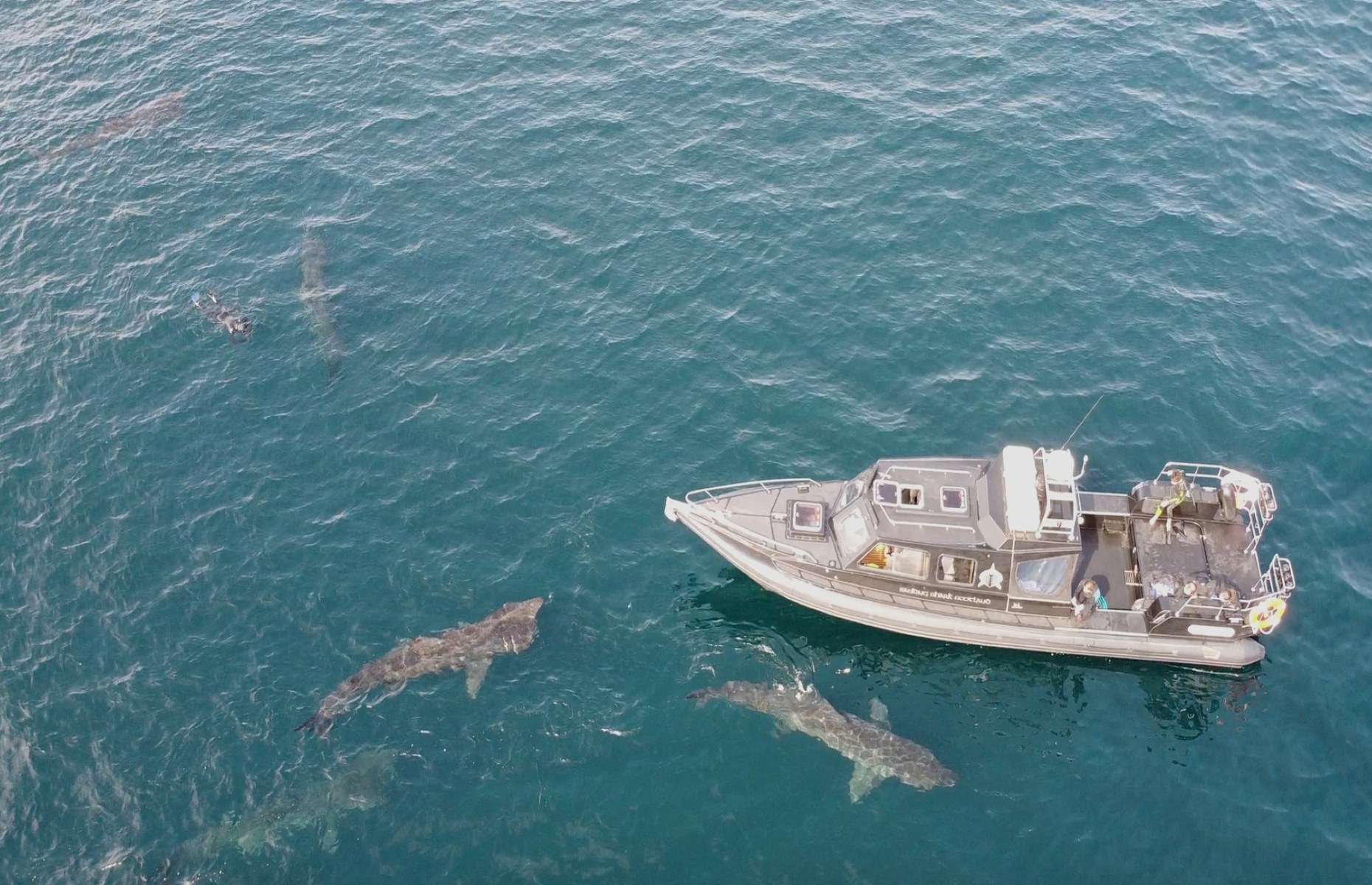 Sharks swimming in front of a boat (Image: Basking Shark Scotland/Facebook)
