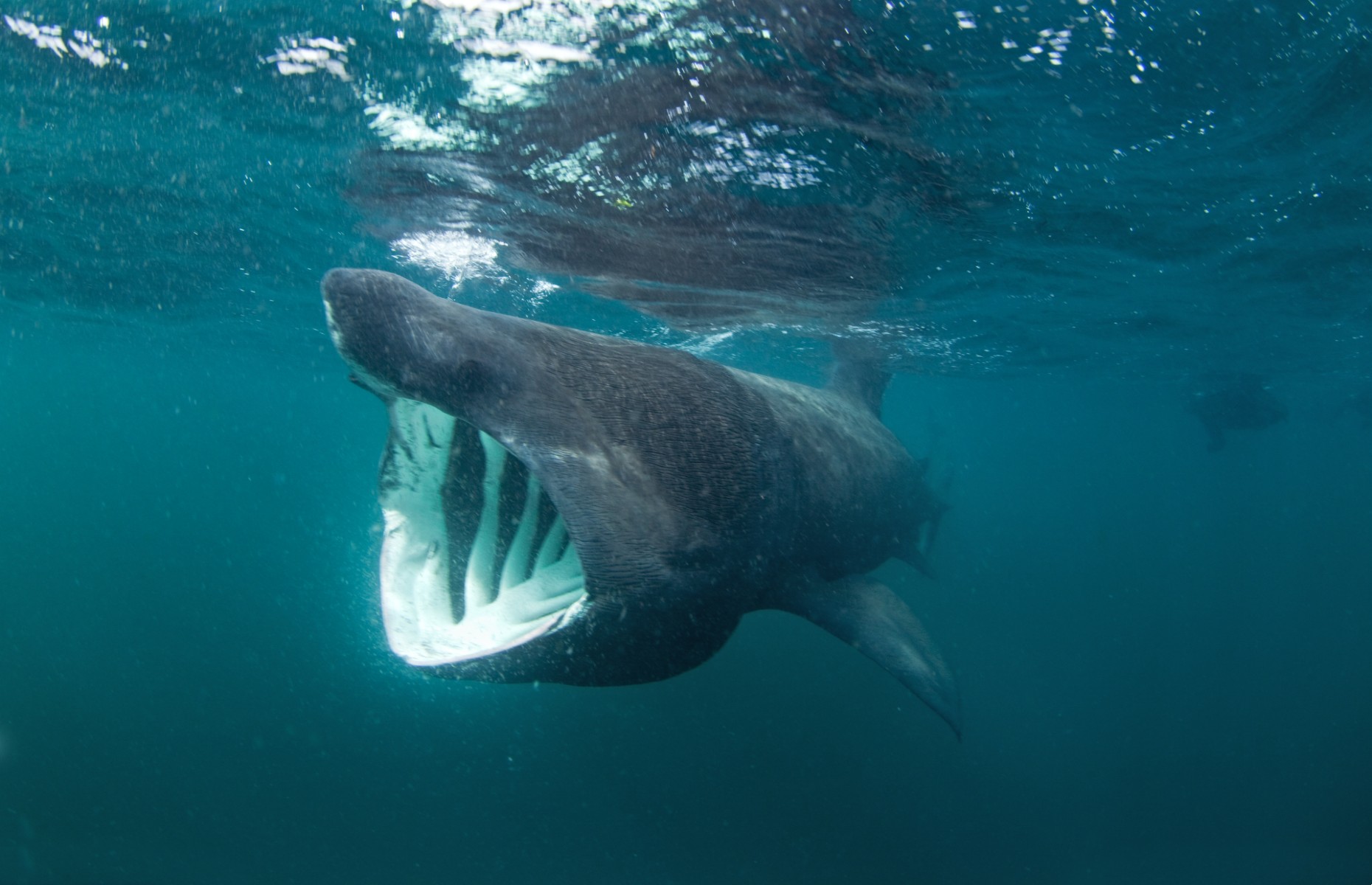 Basking shark with its mouth open (Image: Martin Prochazkacz/Shutterstock)