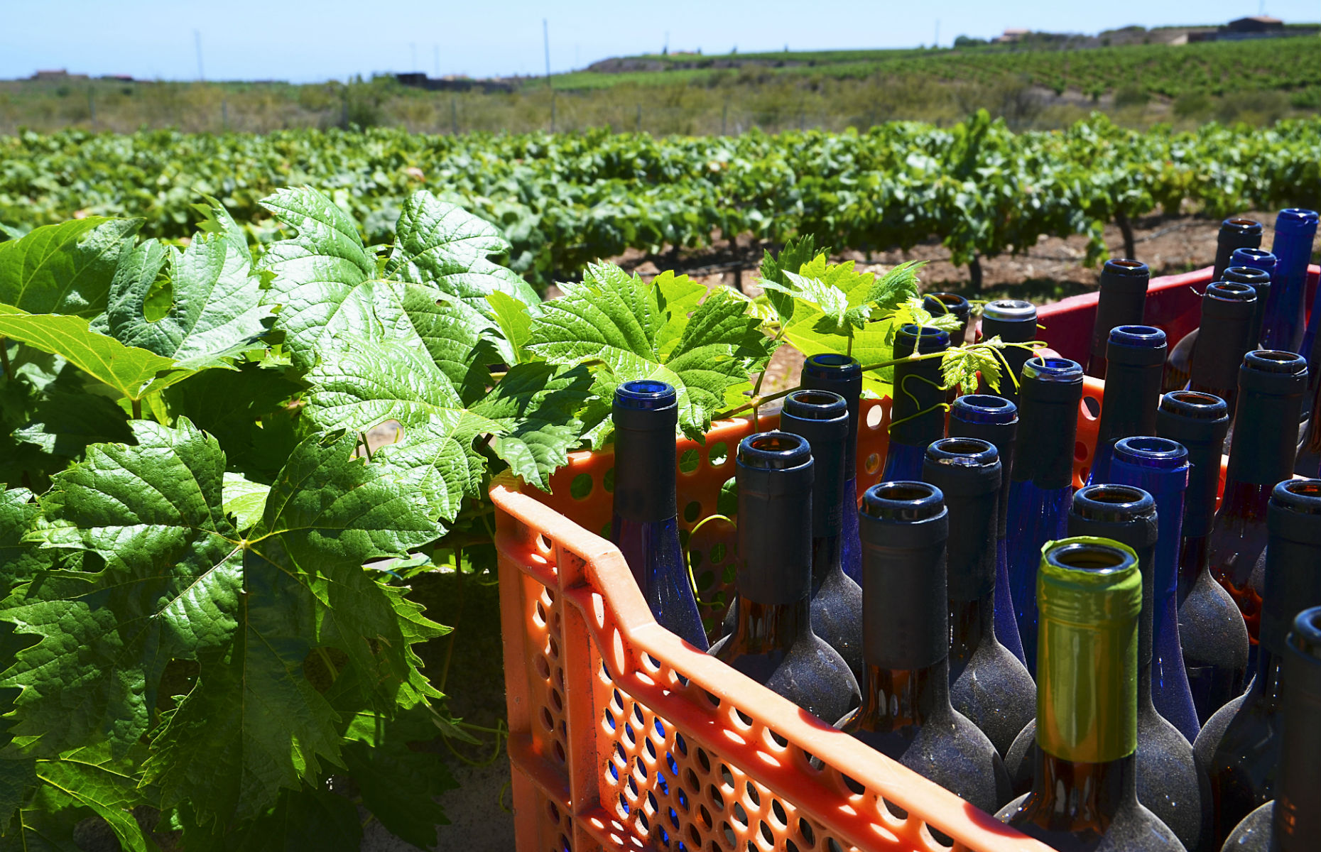 Tajinaste bodega (Image: svf74/Shutterstock)