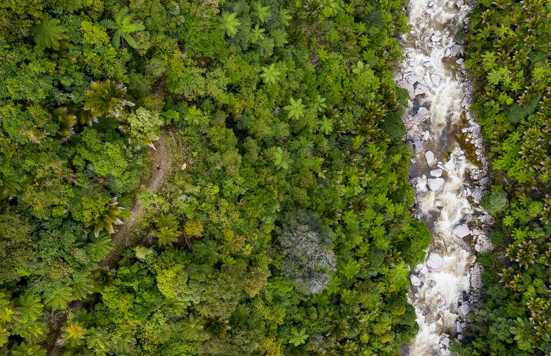 Paparoa Track, South Island, New Zealand (Image credit: Tourism New Zealand)