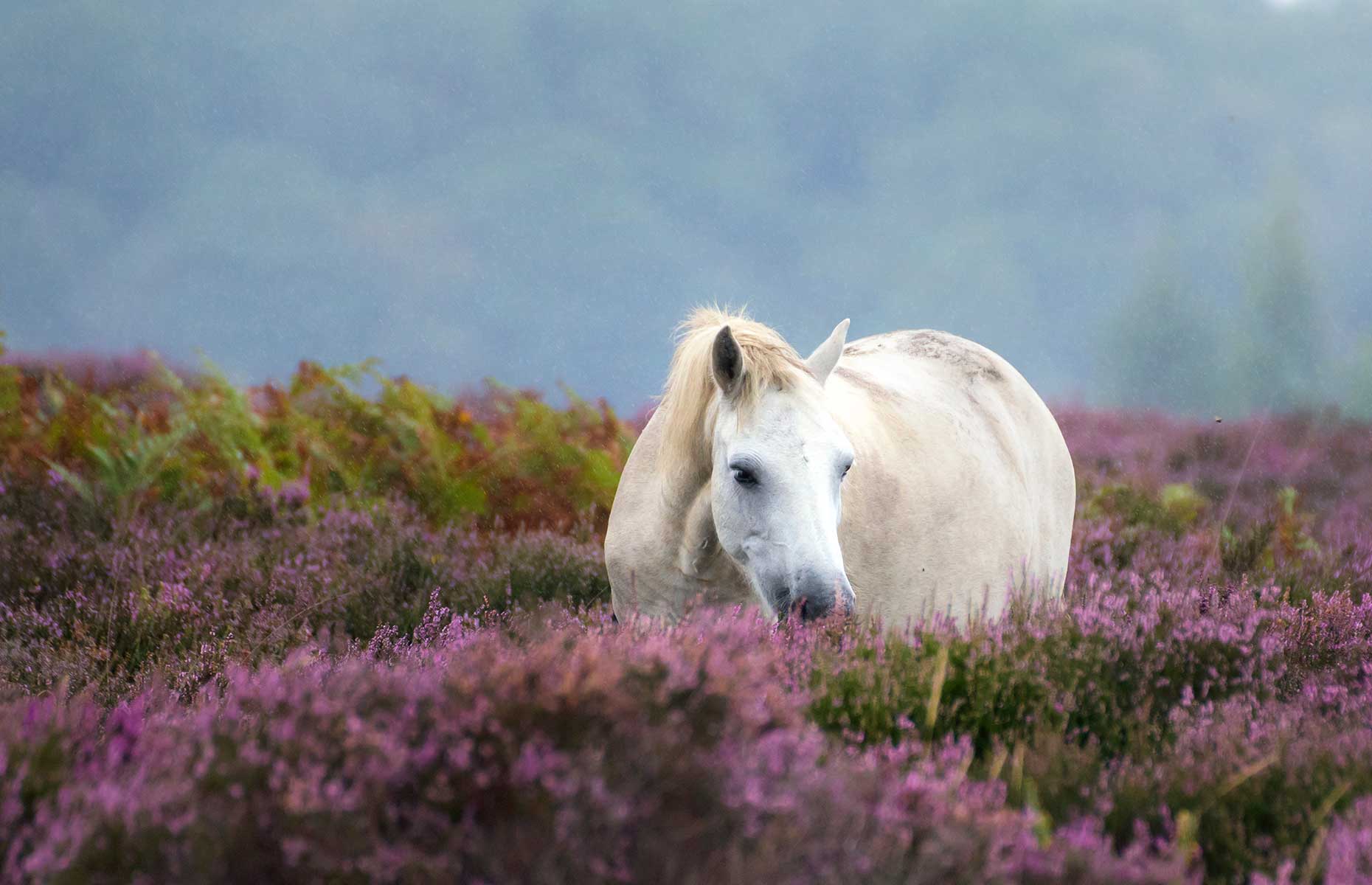 Wild ponies in New Forest National Park Hampshire England (Image: Invisible Edit/Shutterstock)