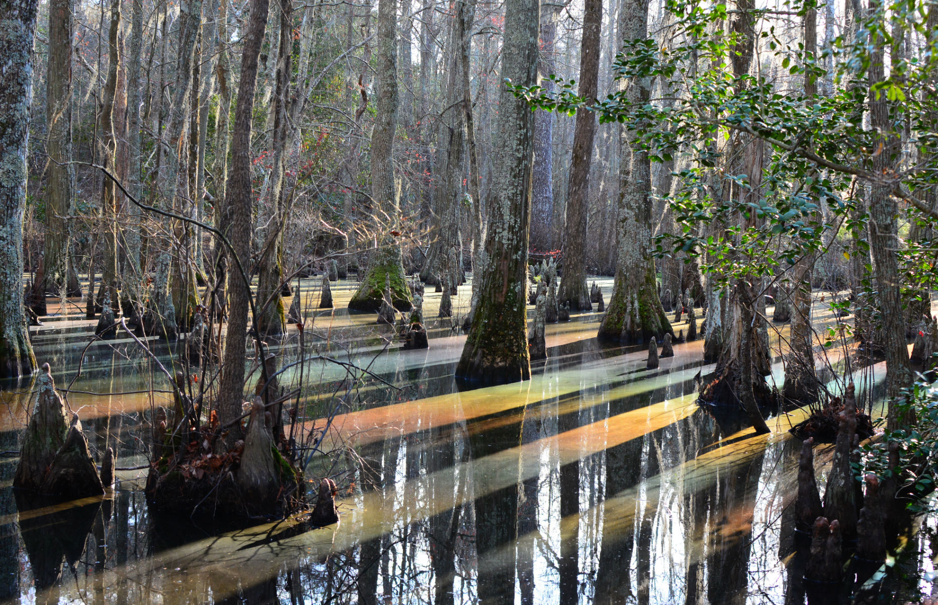 First Landing State Park