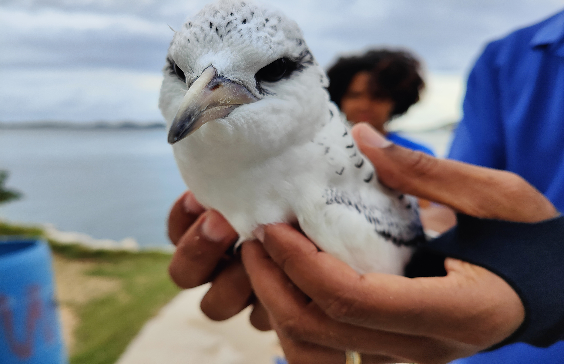 Bird species in Bermuda. (Image: James Draven) 