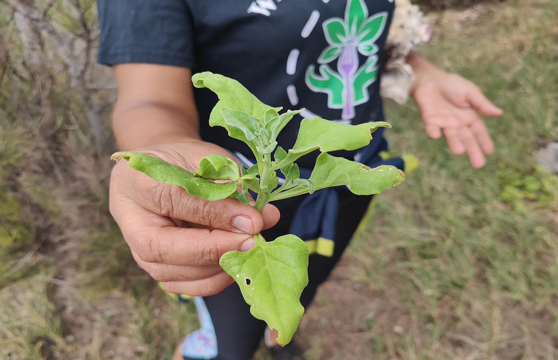 Foraging in Bermuda. (Image: James Draven)