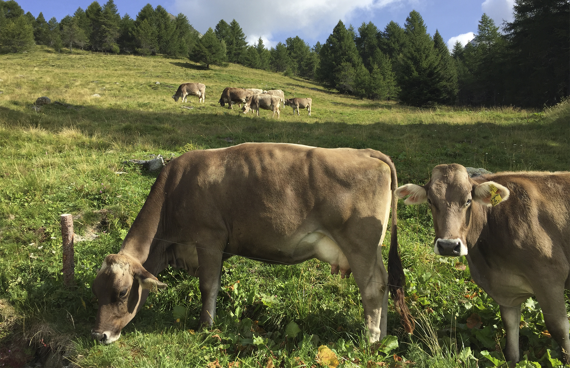 cows at Case di Viso