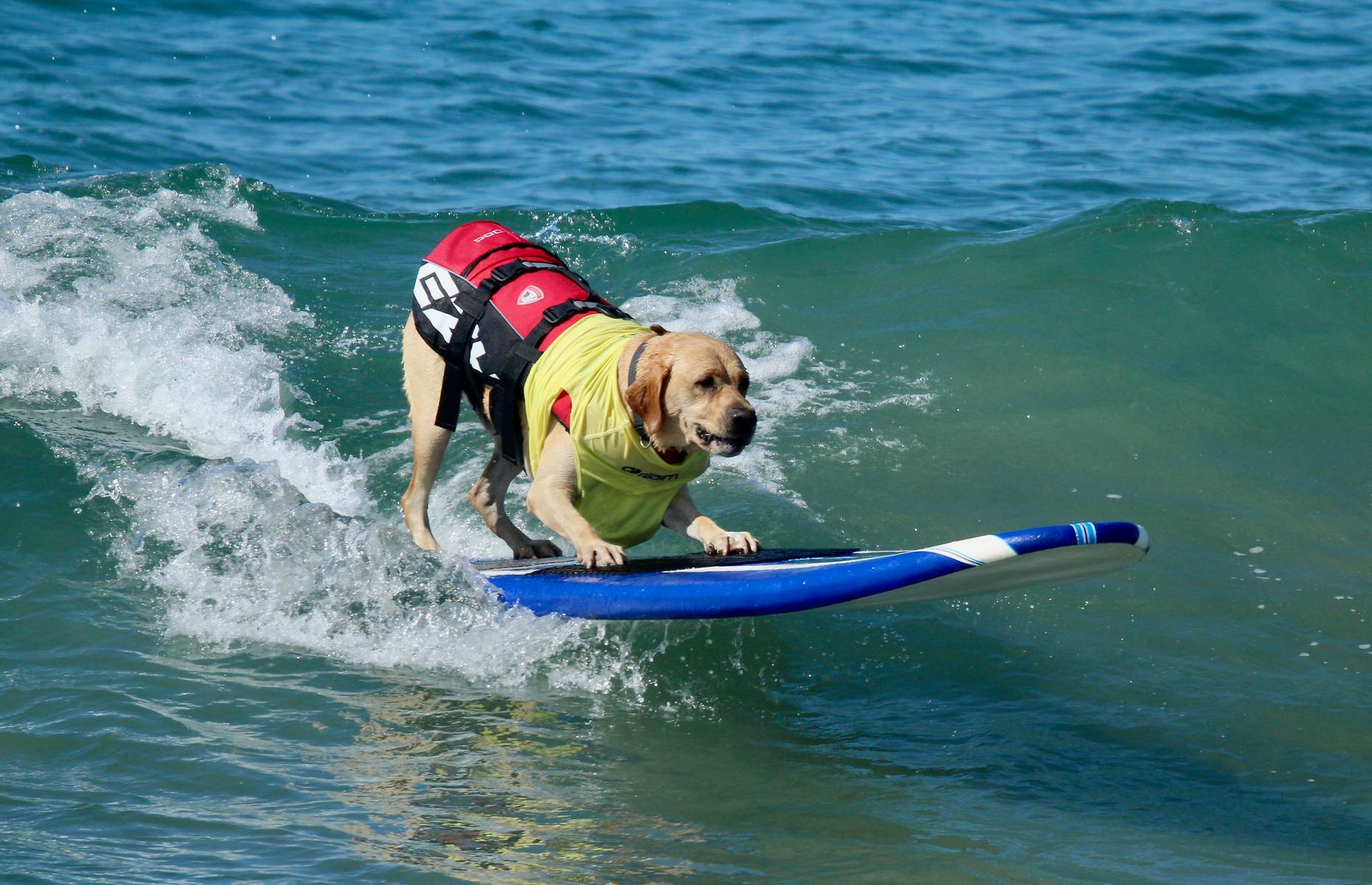 Huntington dog beach