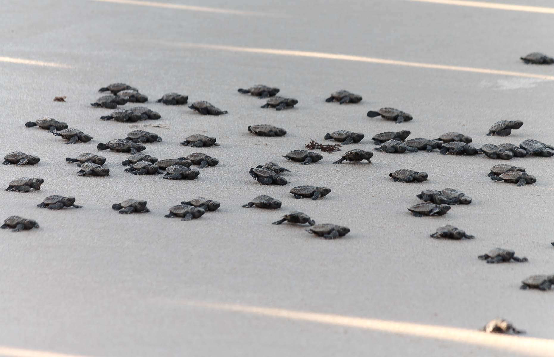 turtle hatchlings