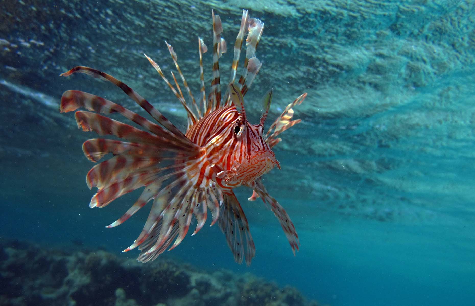 lionfish