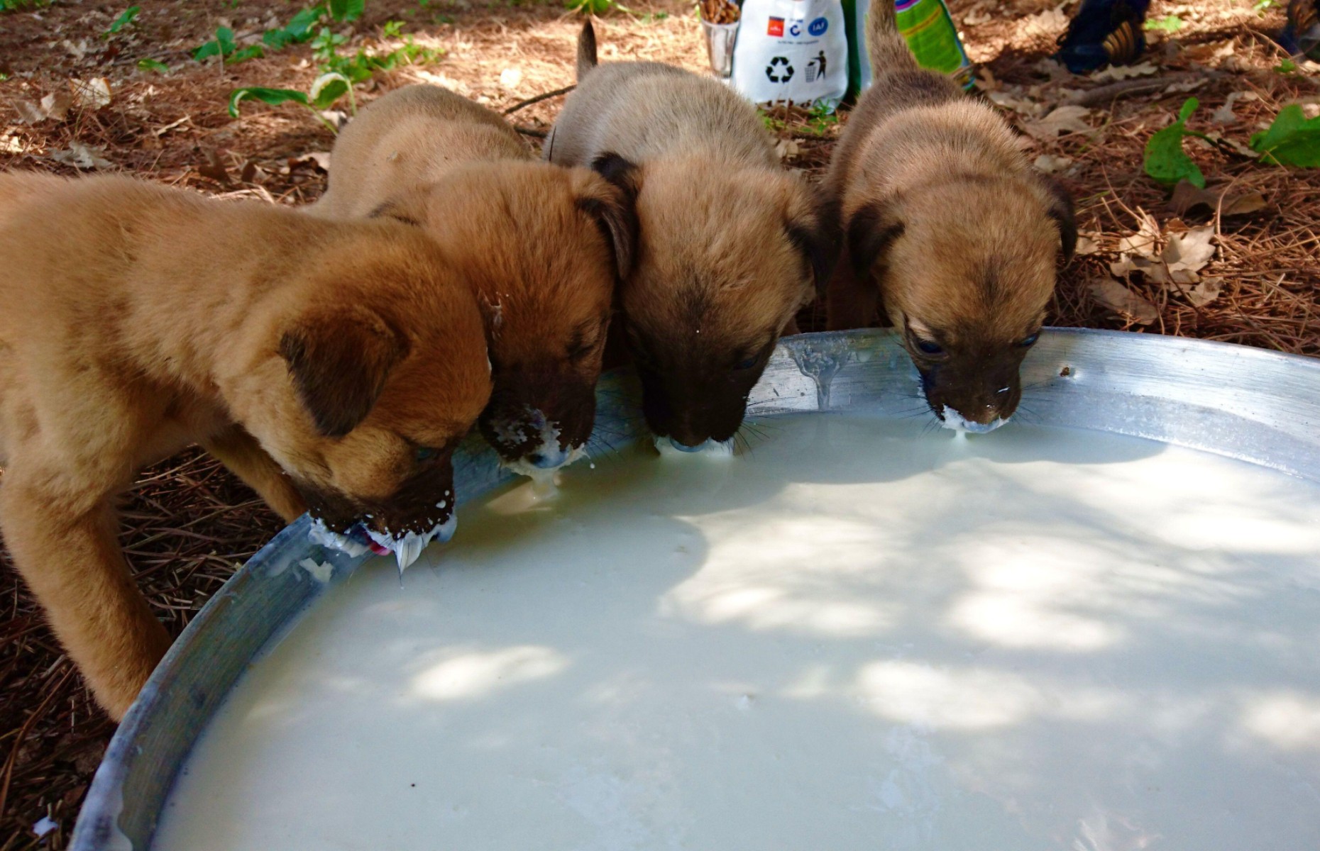 Stray Dogs sanctuary (Sibel Tuna / Alamy Stock Photo)