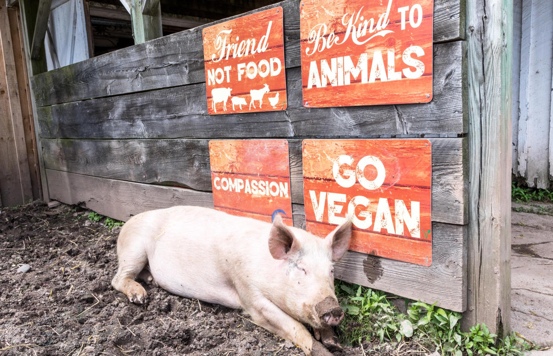 Farm animals sanctuary (Image: Roger Cracknell 01/classic / Alamy Stock Photo)