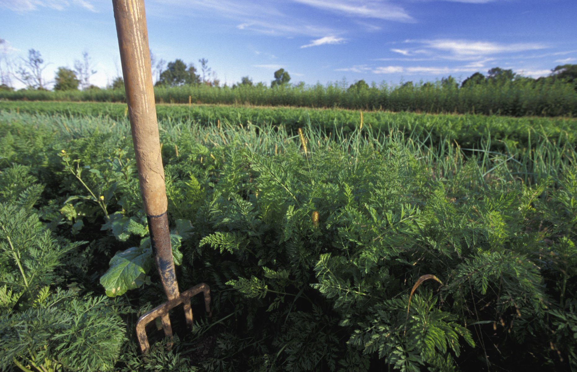 Organic Farms (Image: Cavan Images / Alamy Stock Photo)