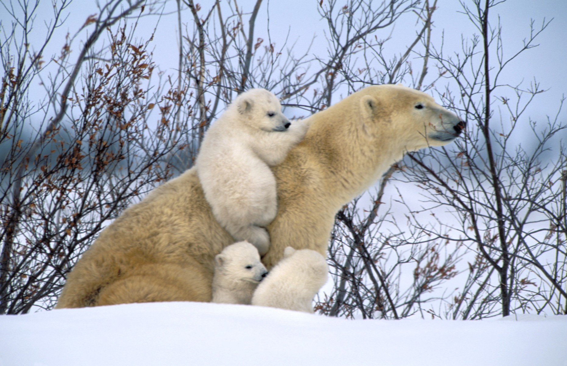 Polar Bear rescue (Image: Design Pics Inc / Alamy Stock Photo)