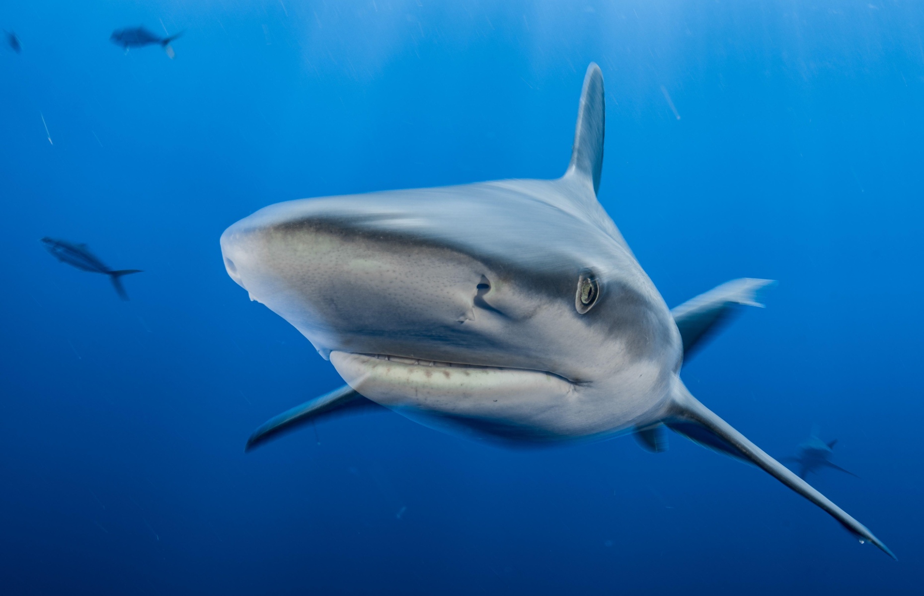 Shark rescue (Image: Hannes Klostermann / Alamy Stock Photo)