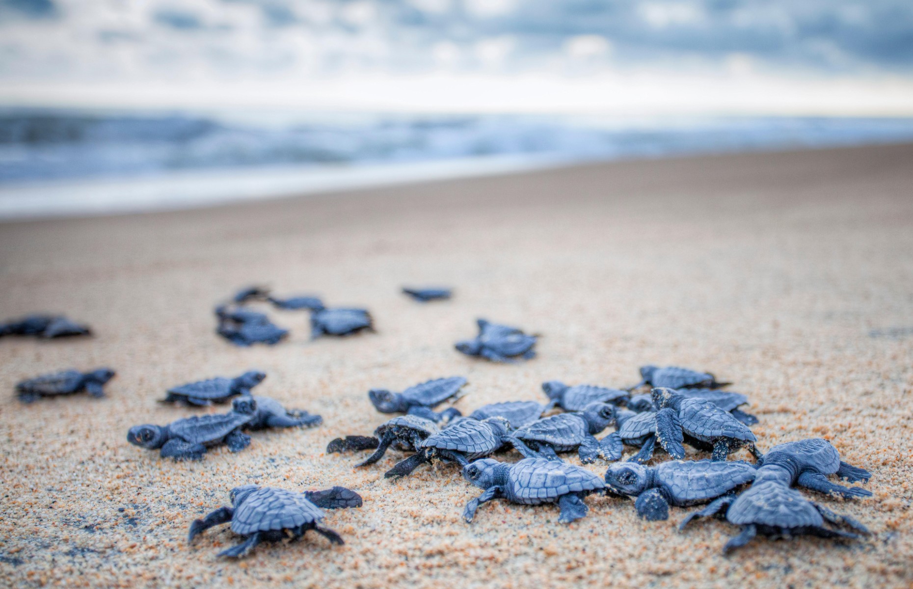 Turtles volunteering (Brian Overcast / Alamy Stock Photo)