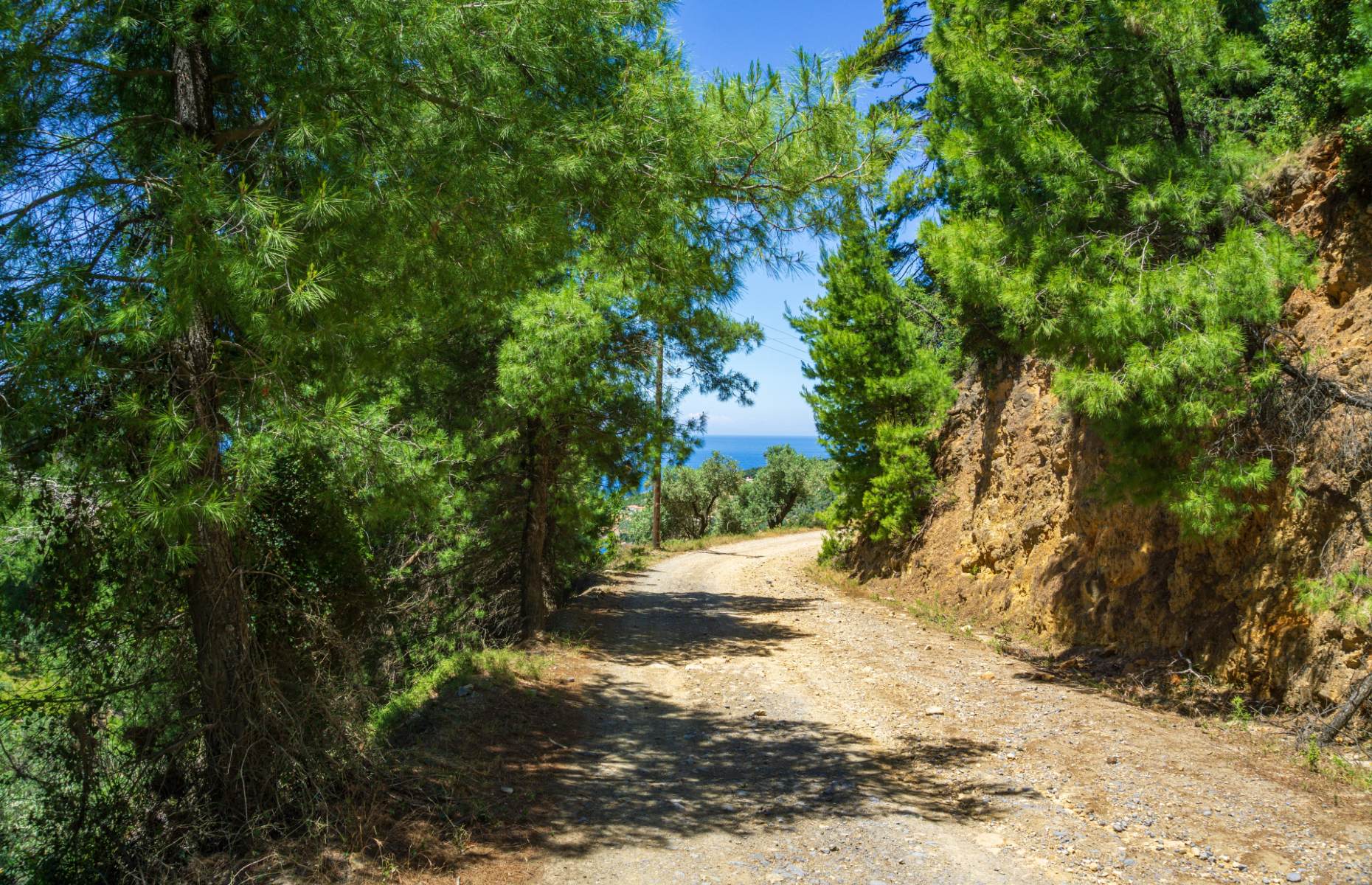 Forest Hiking Sporades (Image: PitStock/Shutterstock)