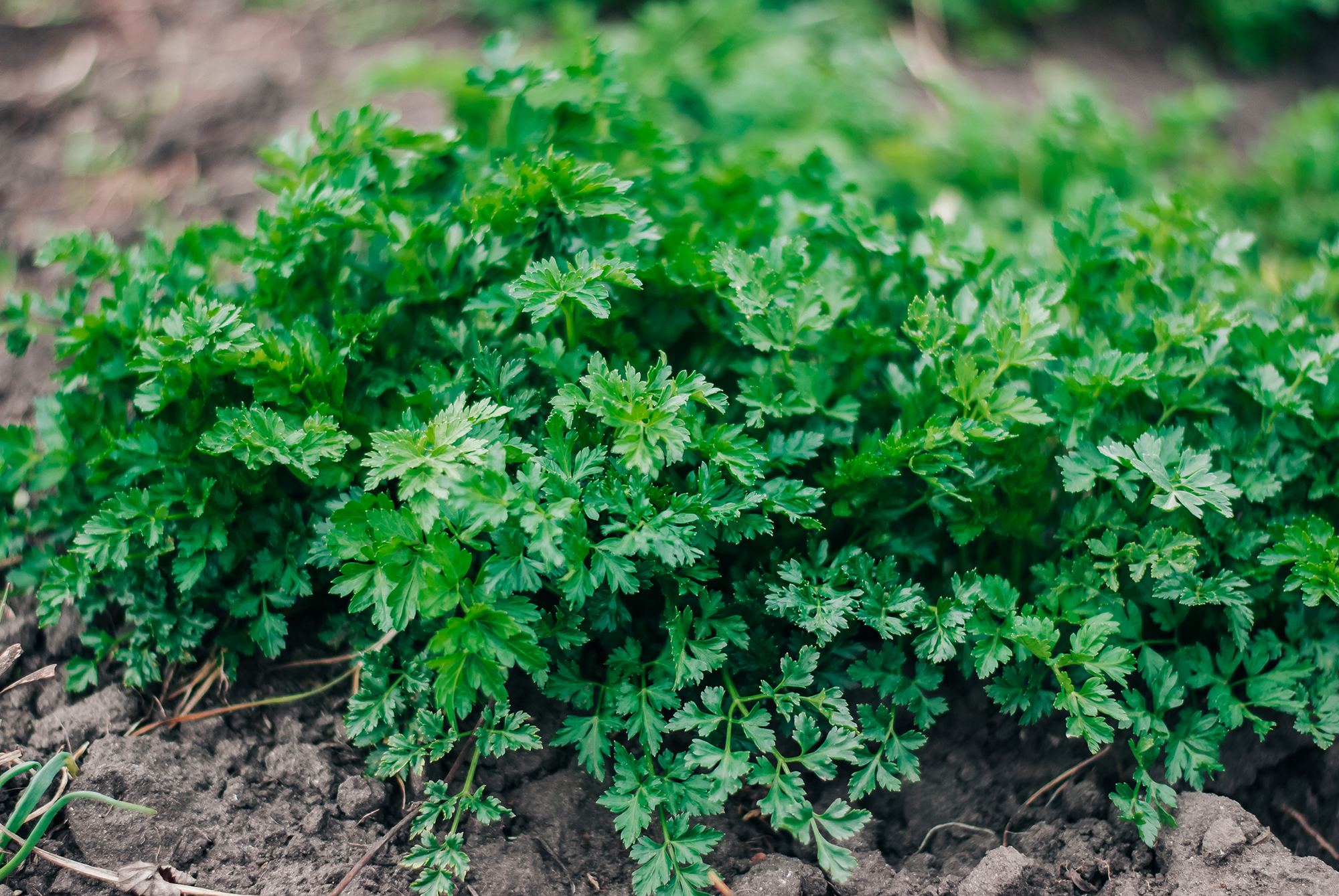 Parsley growing outside