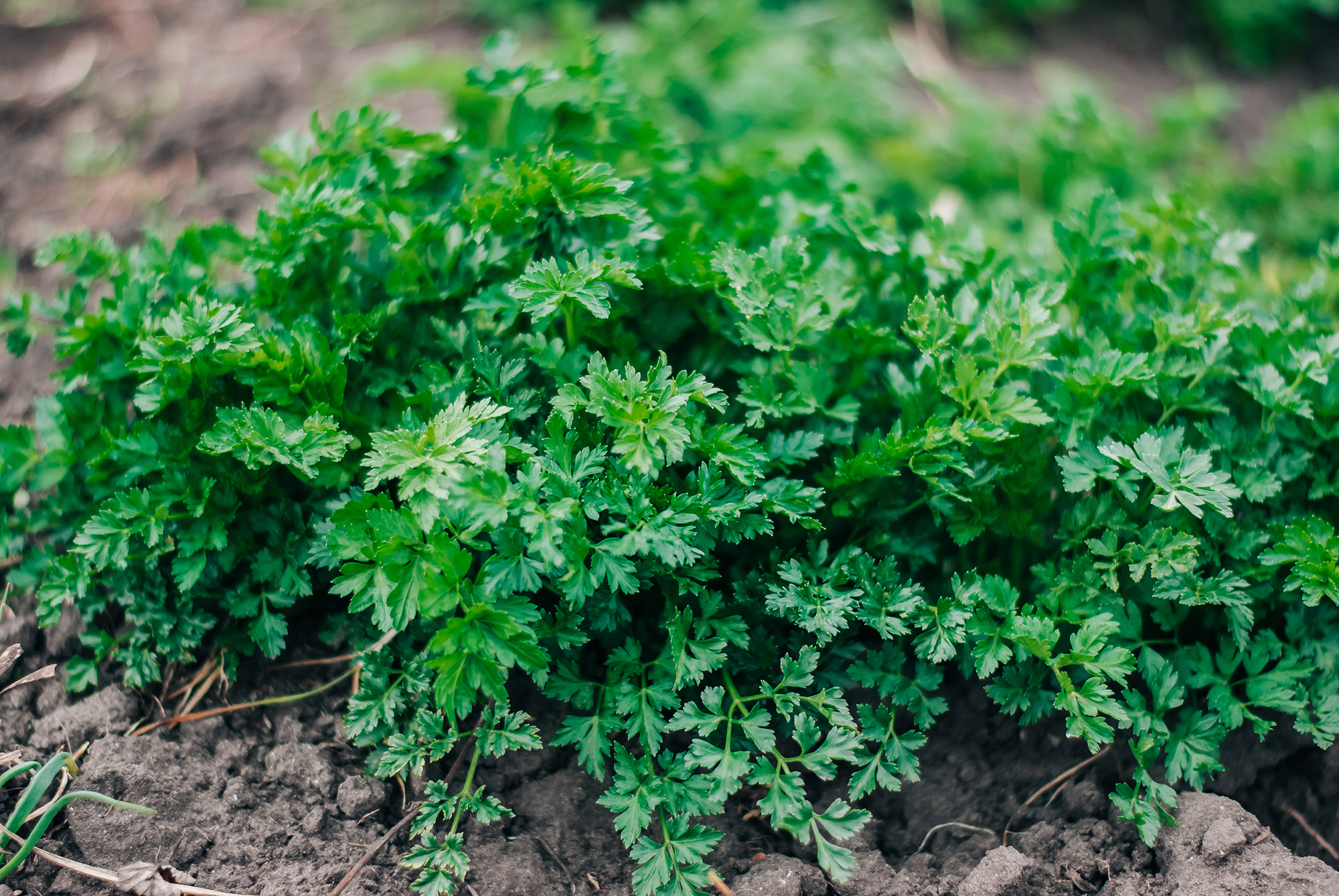 How to grow parsley