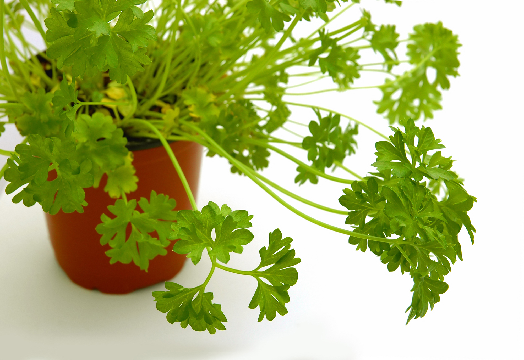 Parsley plant in pot