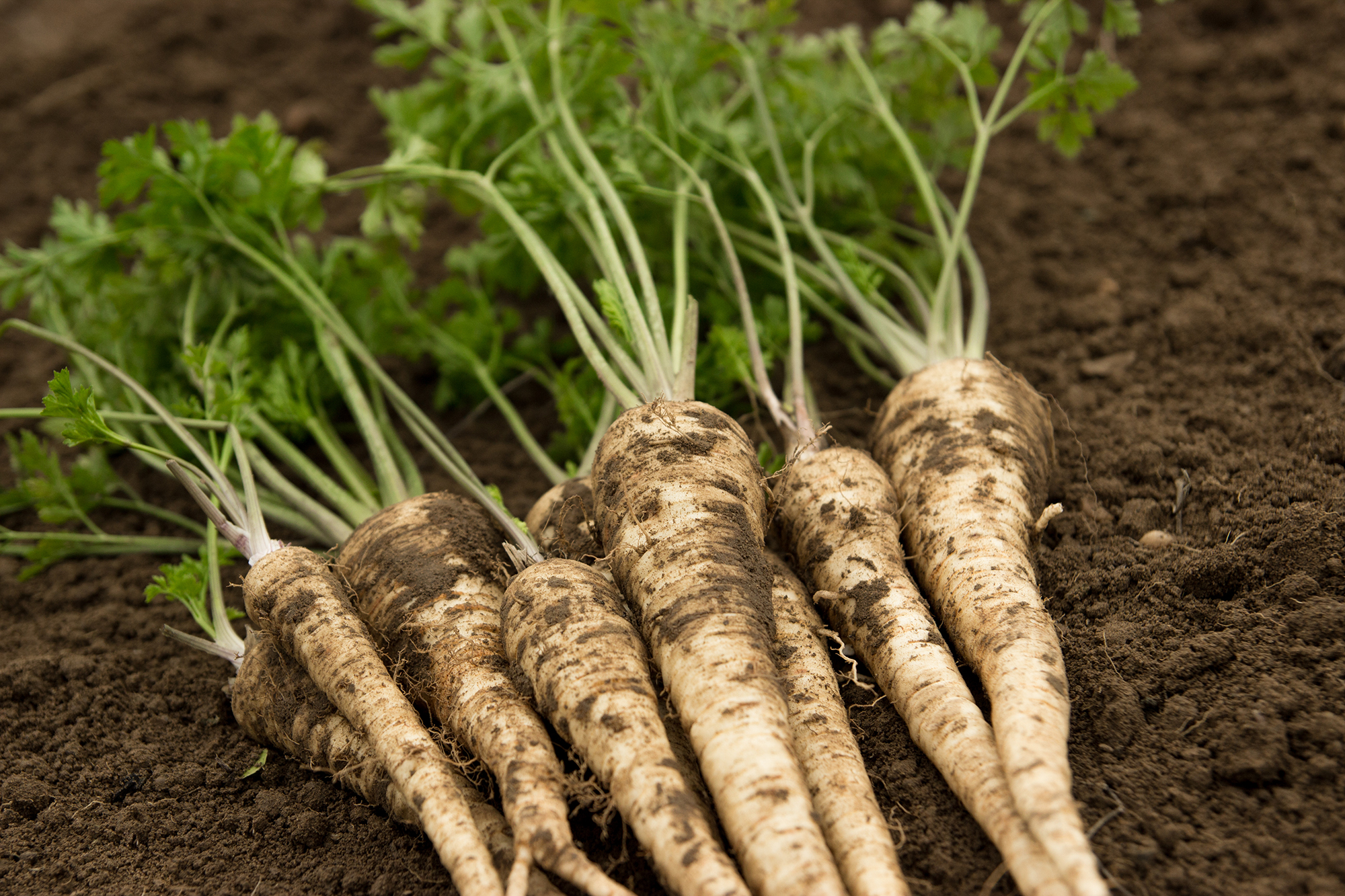 Parsley roots