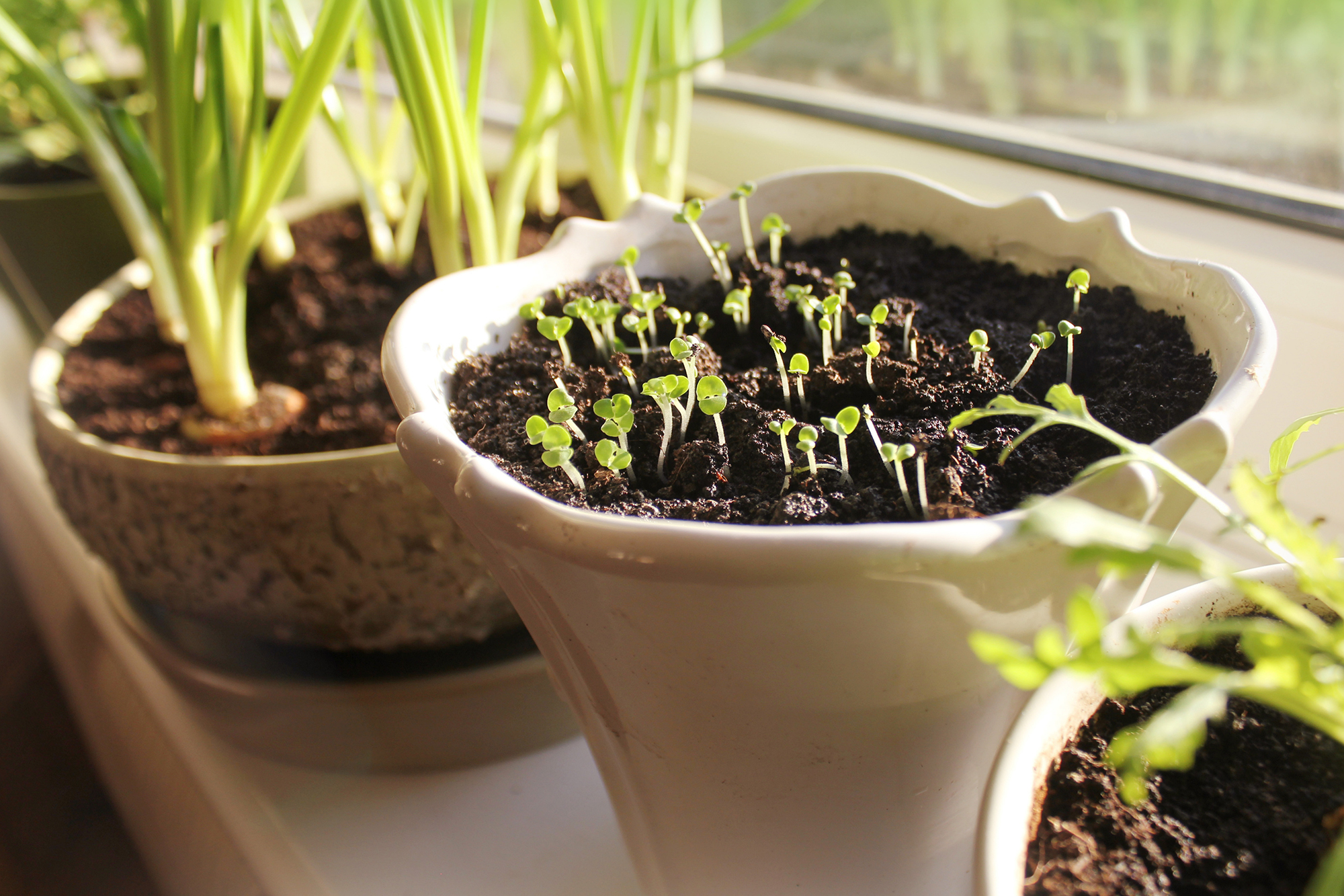 Parsley Seedlings