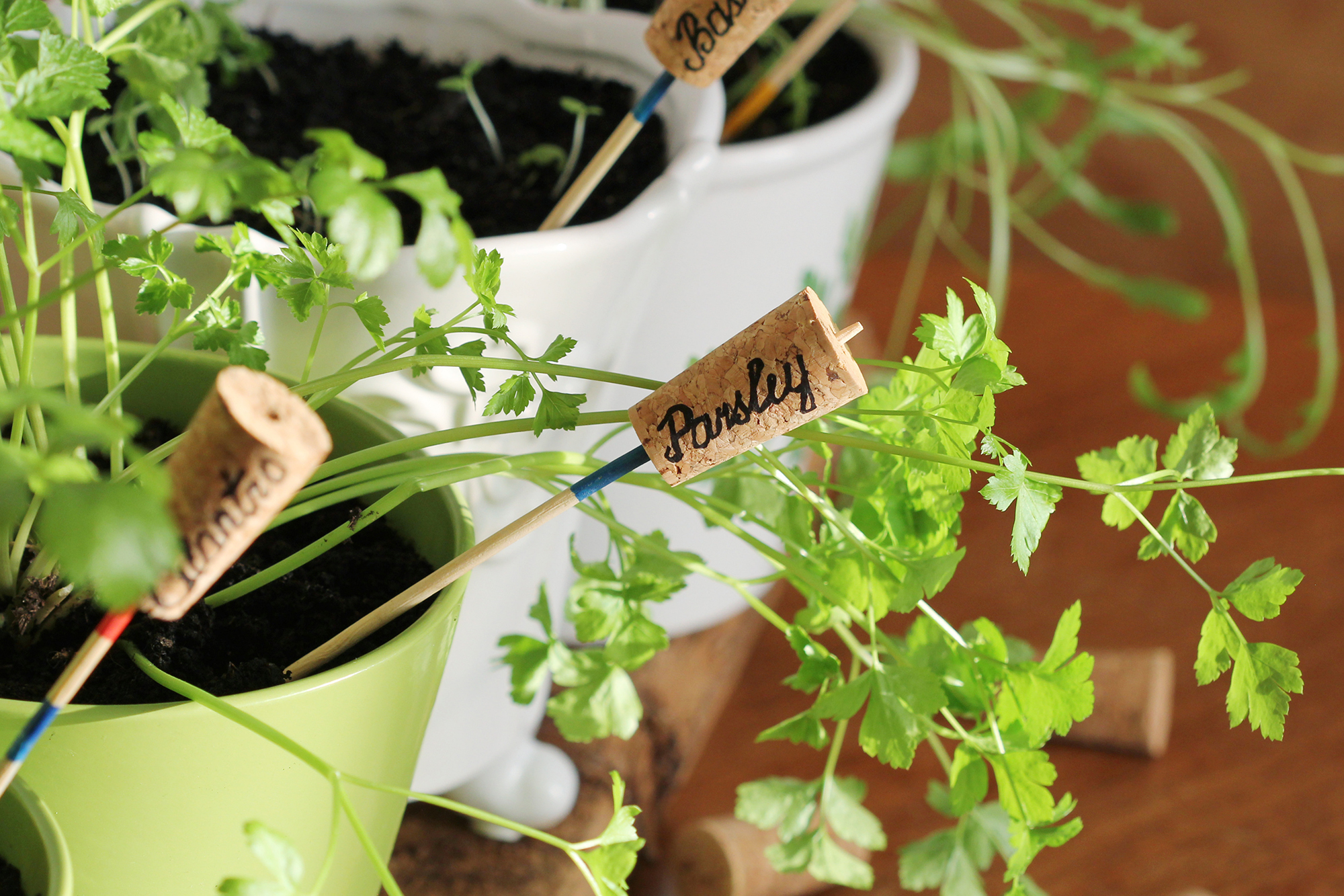 Parsley plant