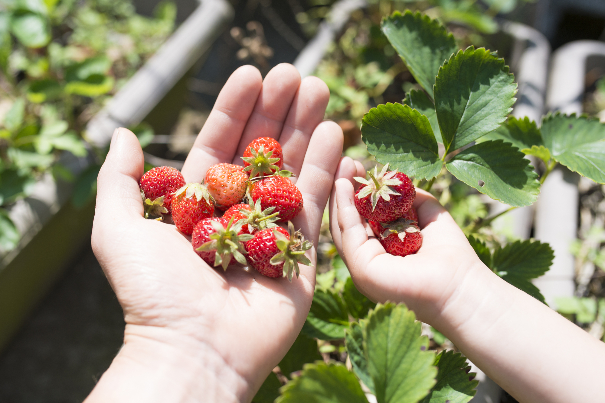 picking strawberries in a field