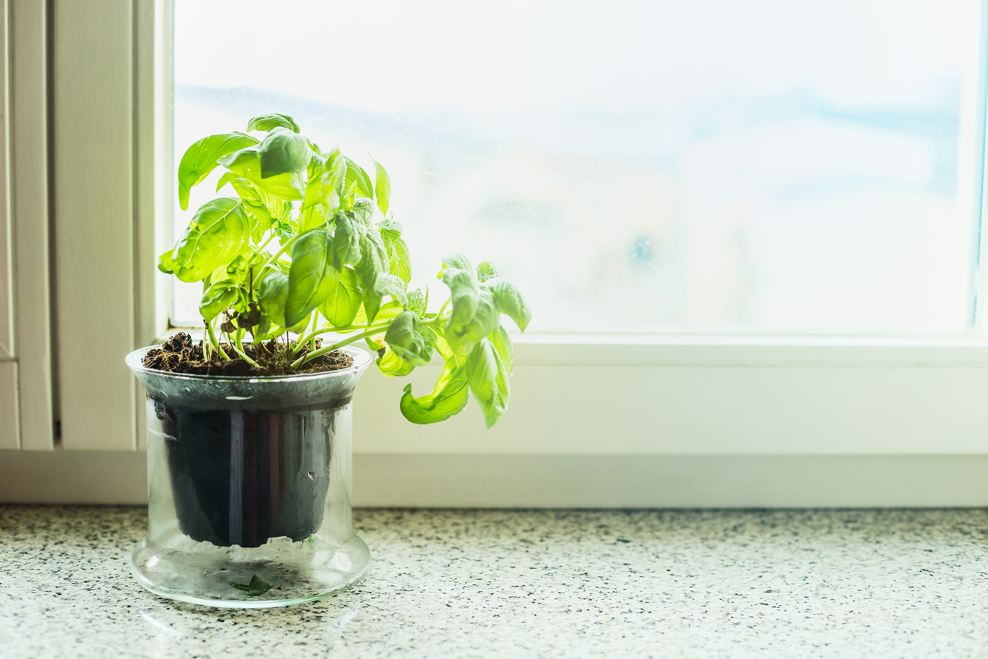 Basil in pot