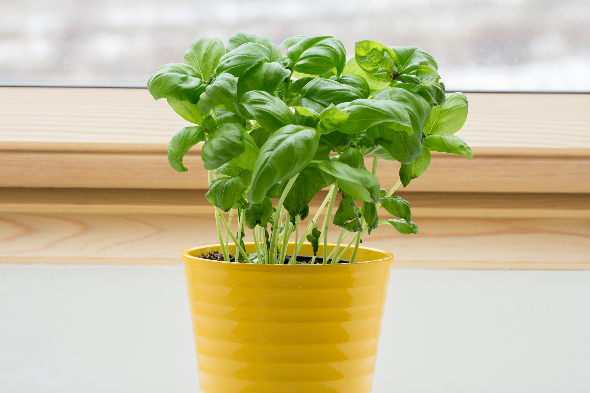 Basil on windowsill