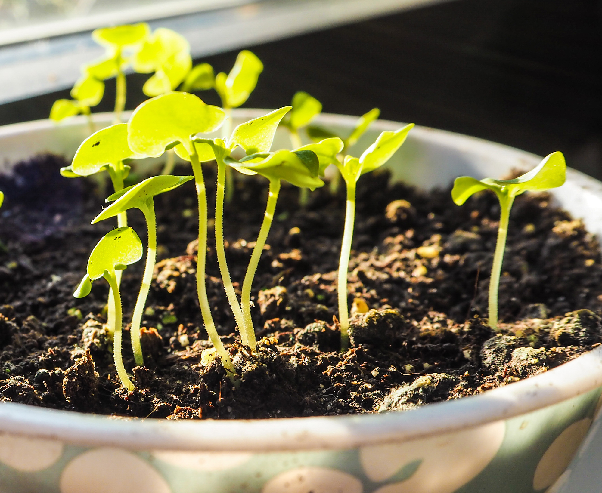 thinning out basil seedlings