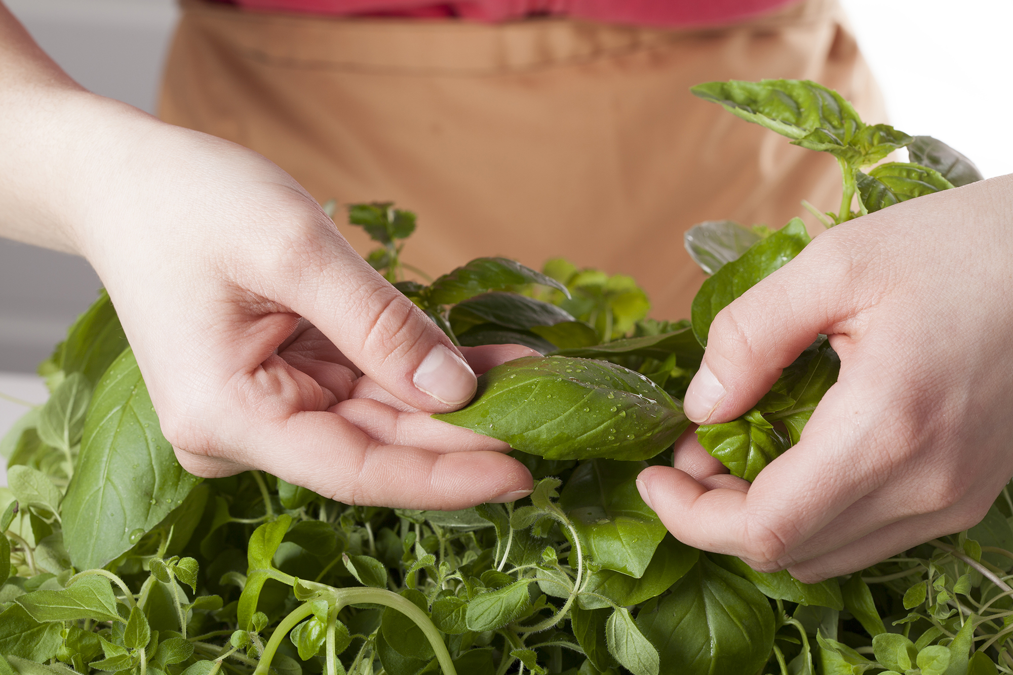 Cutting basil