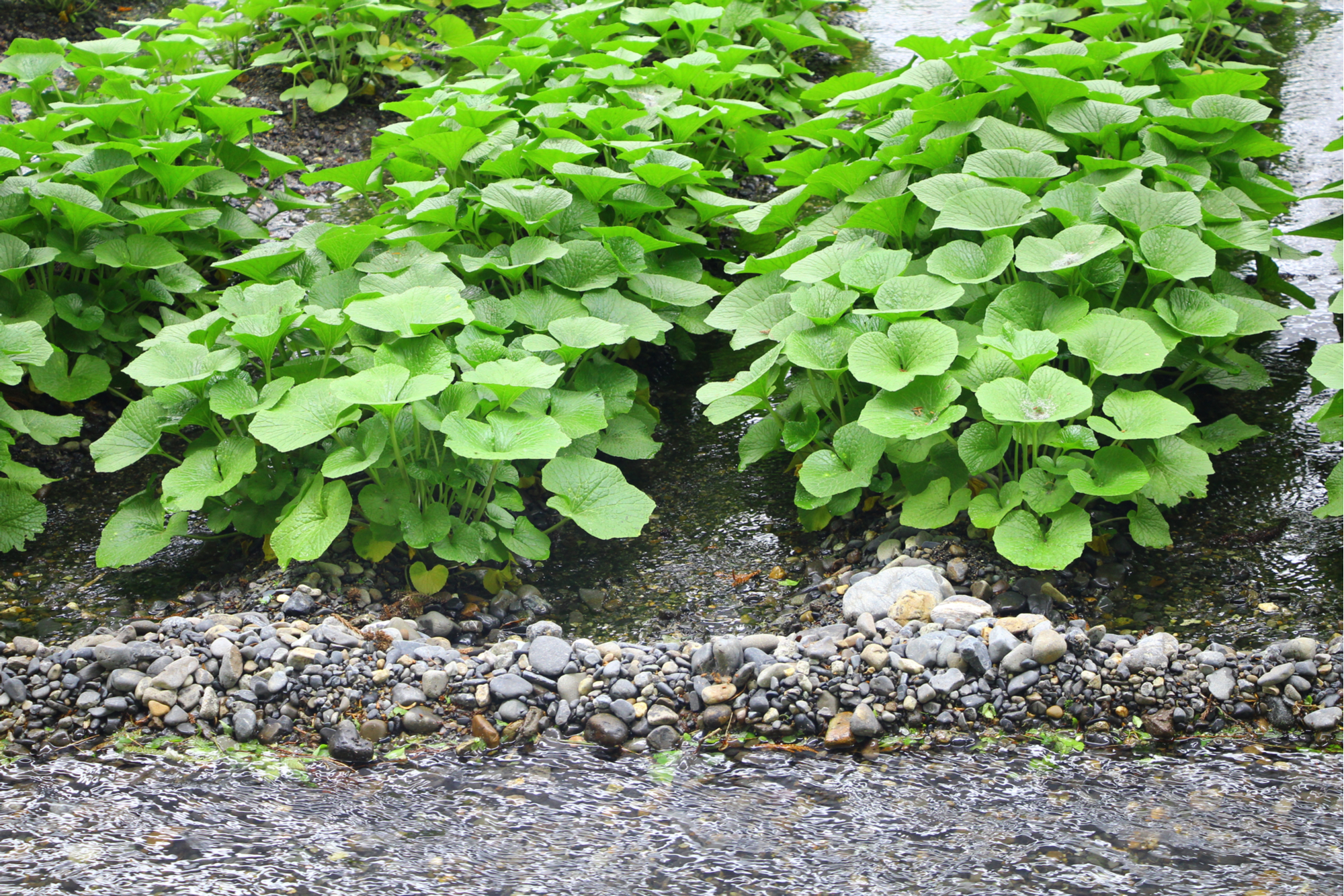 Daio wasabi farm, Japan