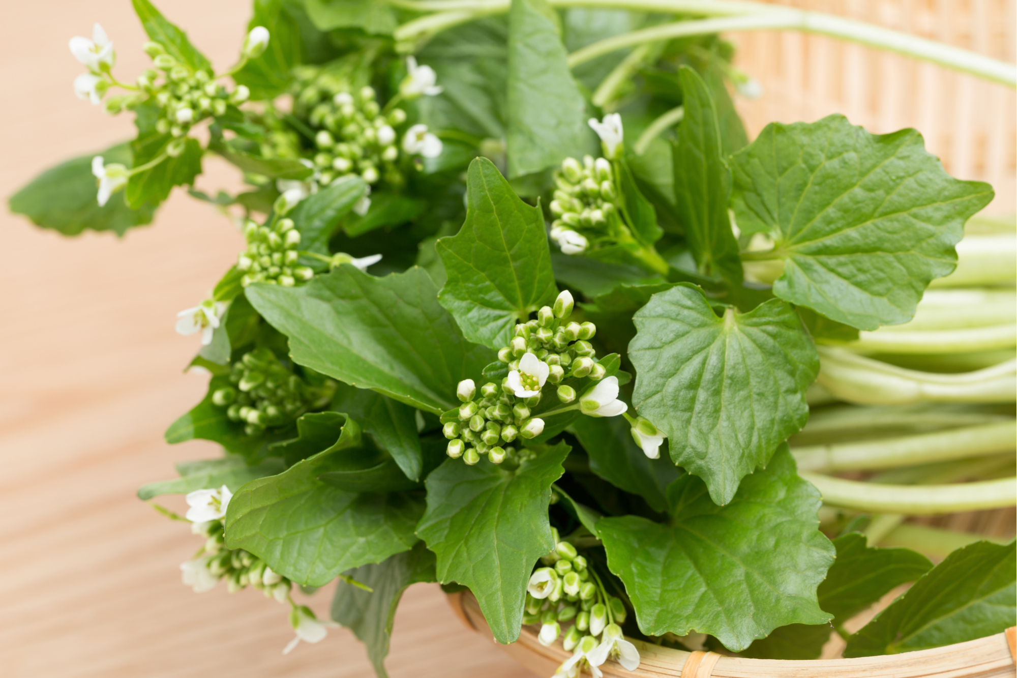 Wasabi leaves and flowers