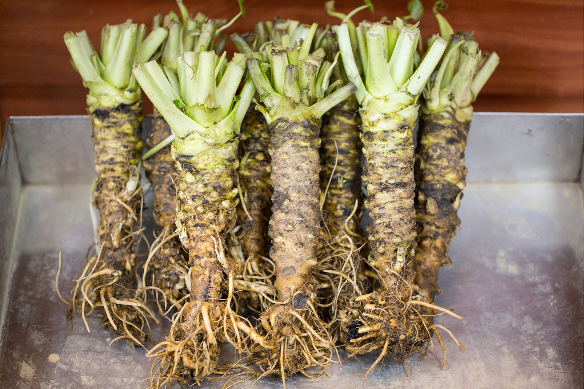 Whole wasabi rhizomes