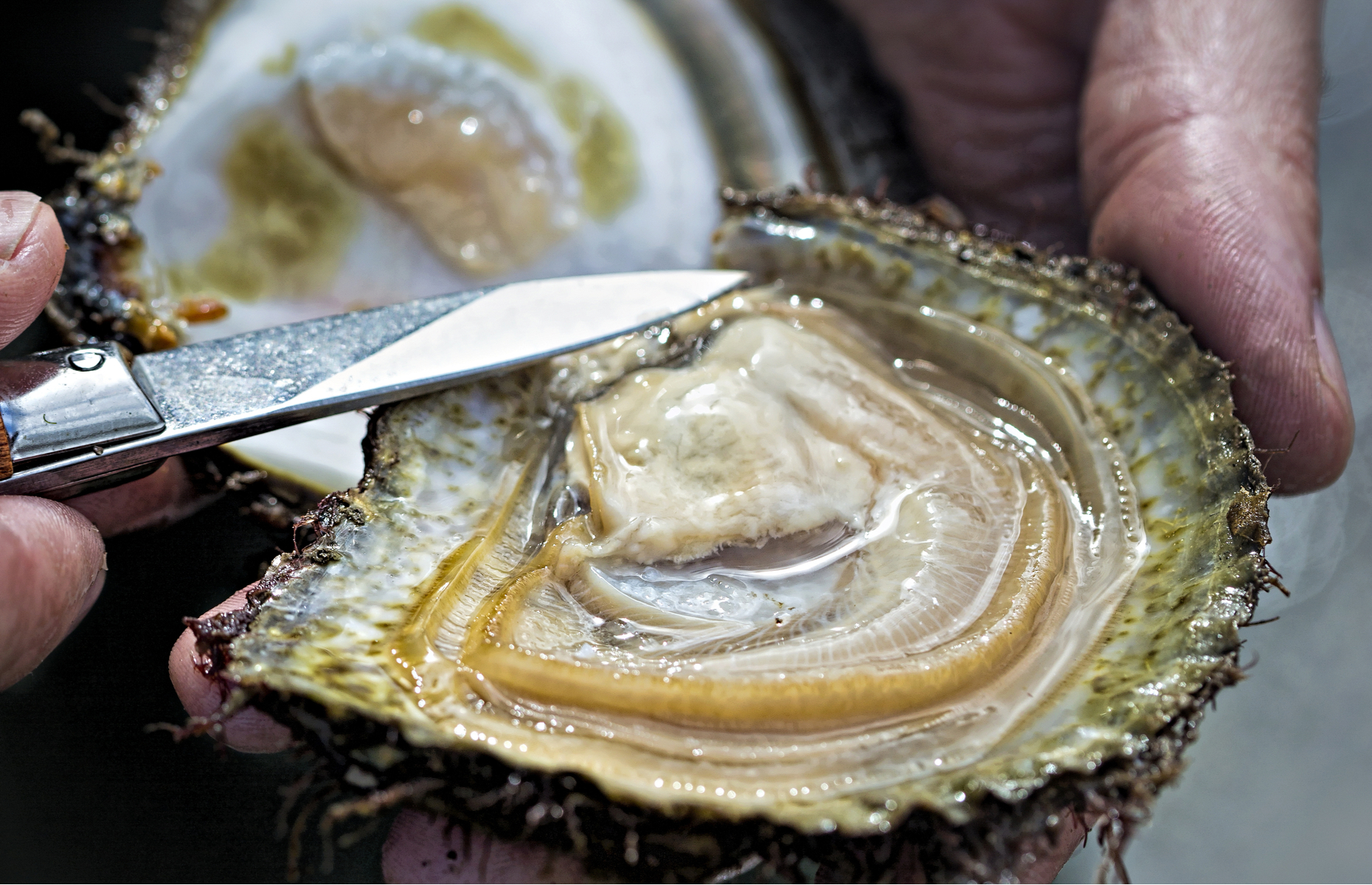 Native oysters