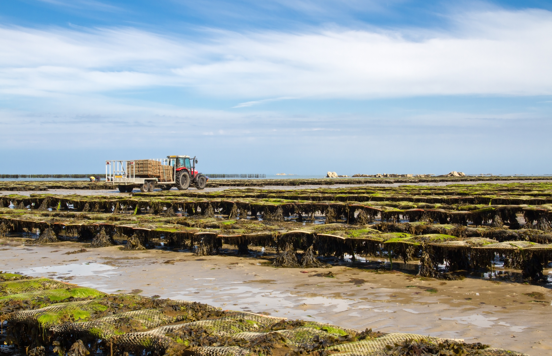 Oyster beds