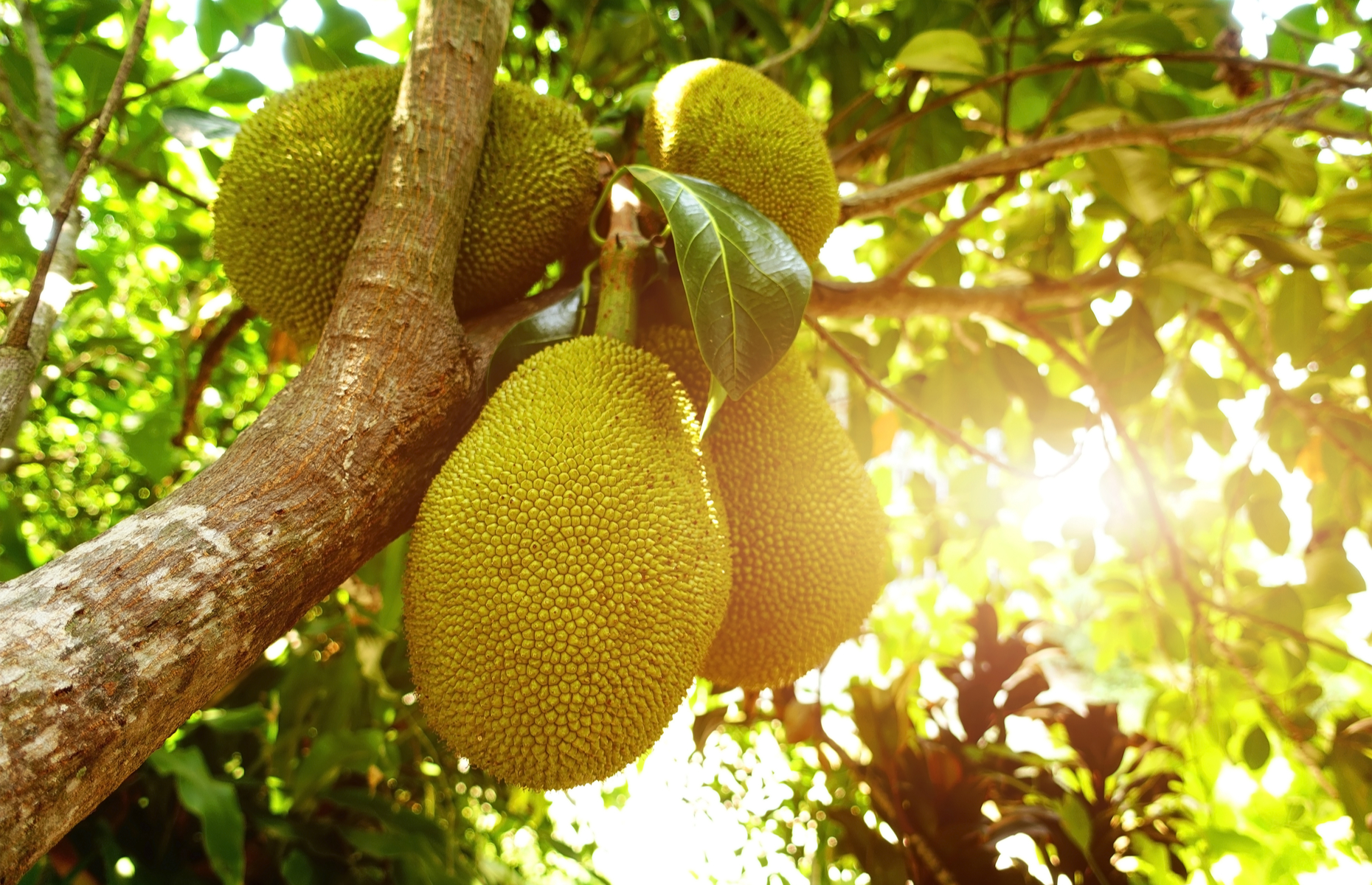 Jackfruit on tree