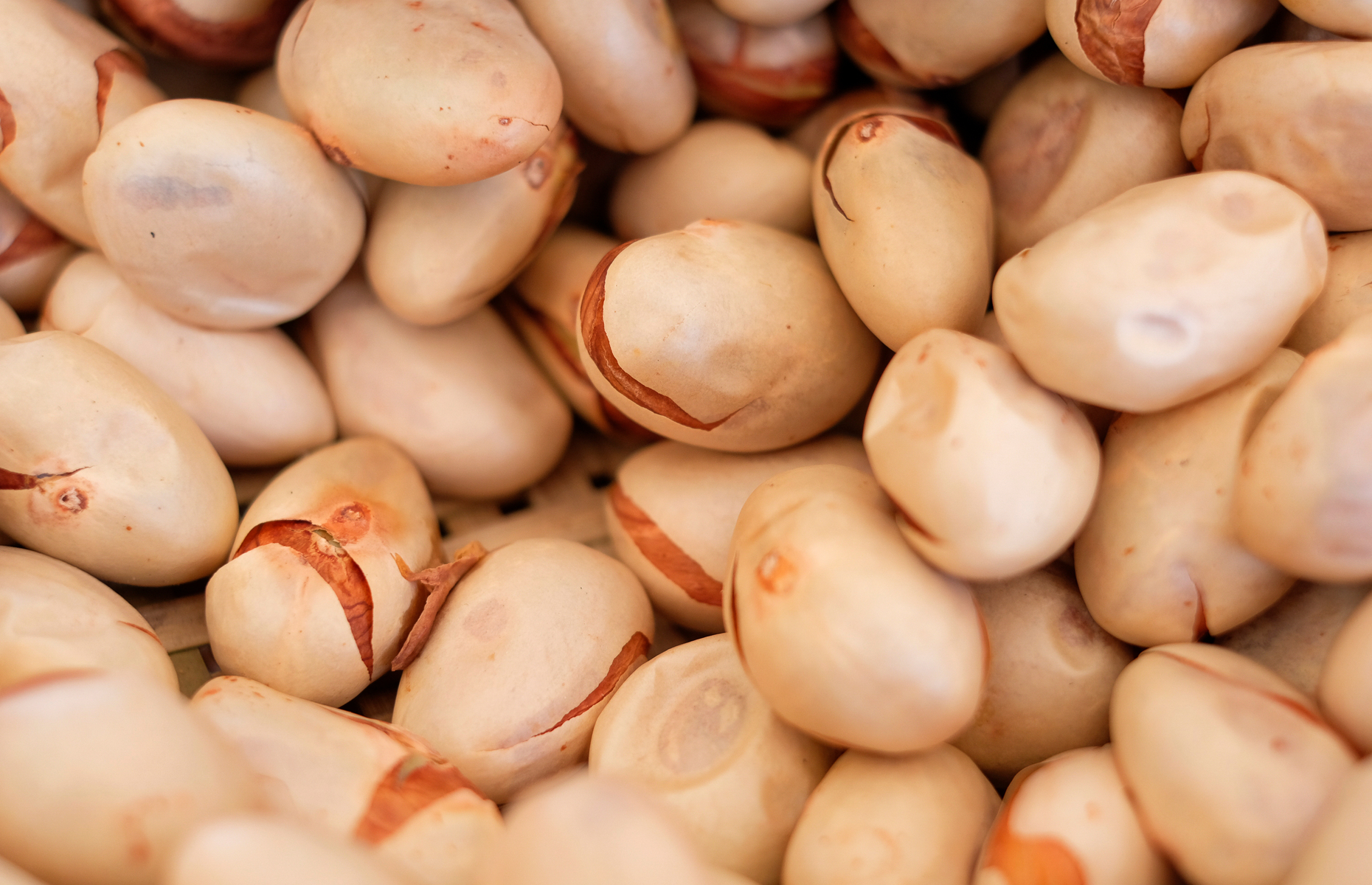 Jackfruit seeds