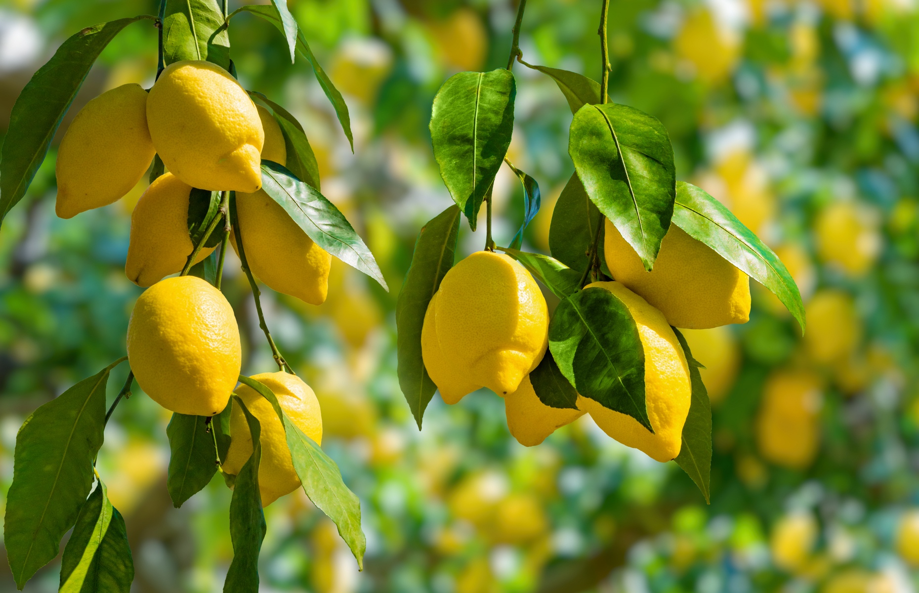 Lemon tree (Image: IgorZh/Shutterstock)
