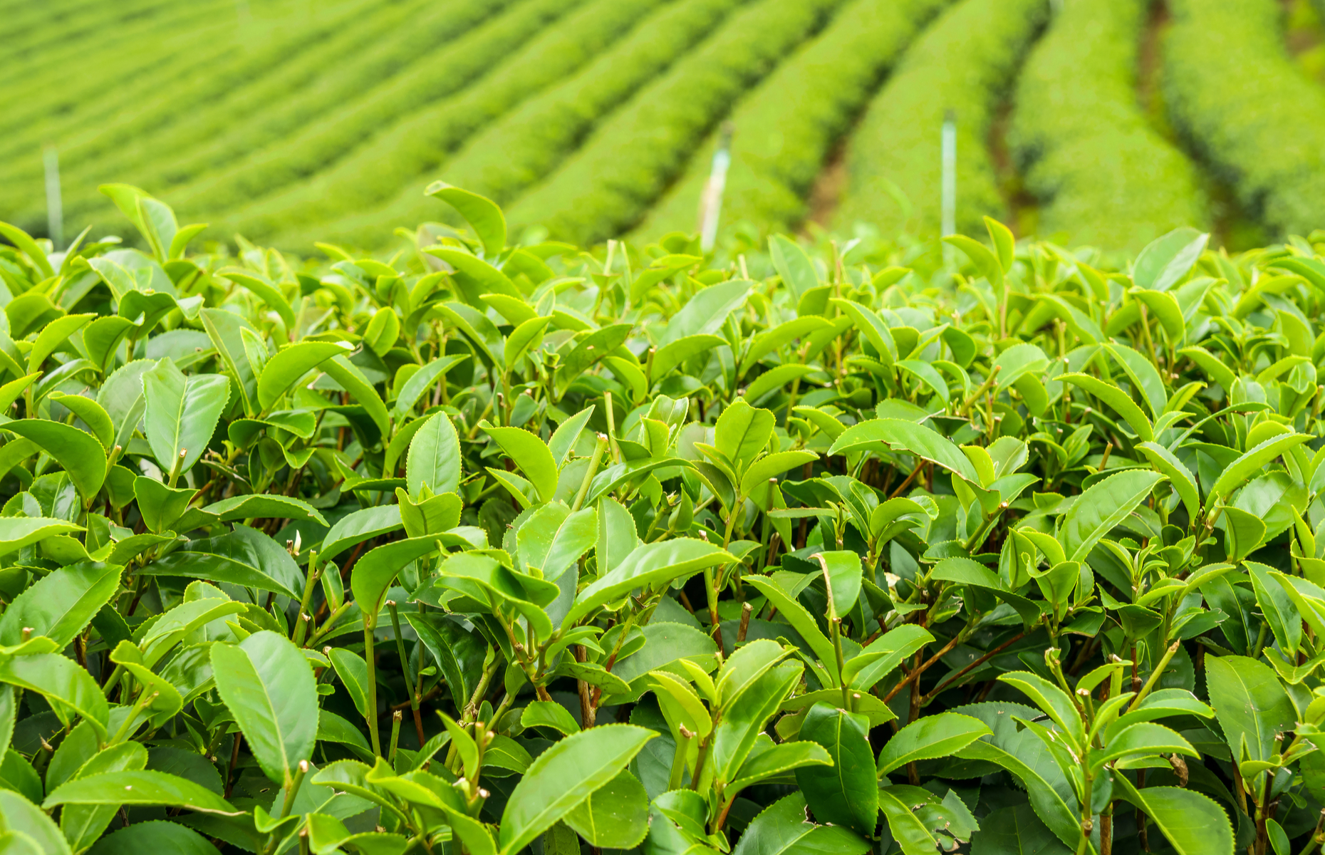 Camellia sinensis, tea plant (Image: JoeyPhoto/Shutterstock)