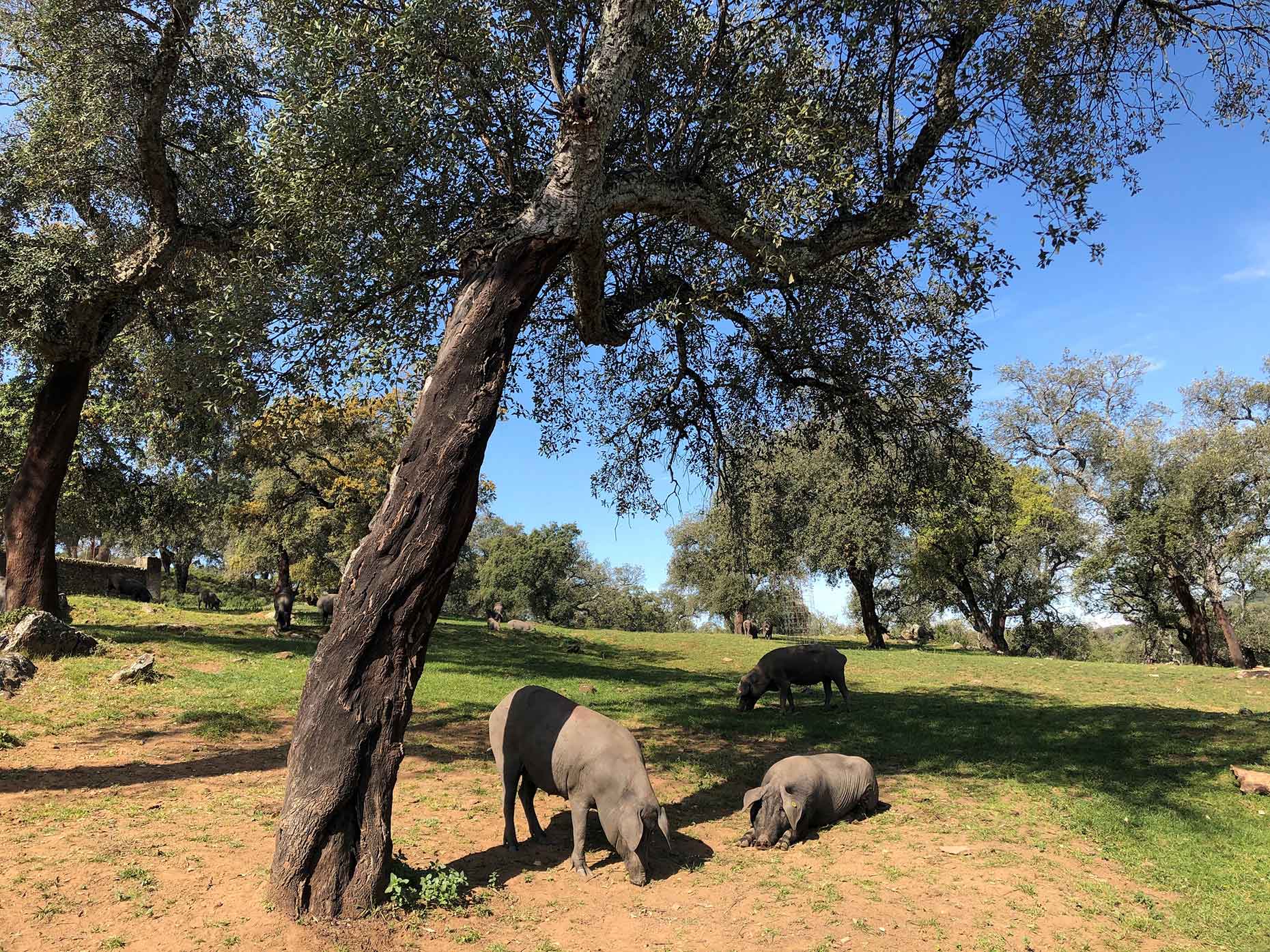 Iberian pigs in the dehesa (Image: Daisy Meager)