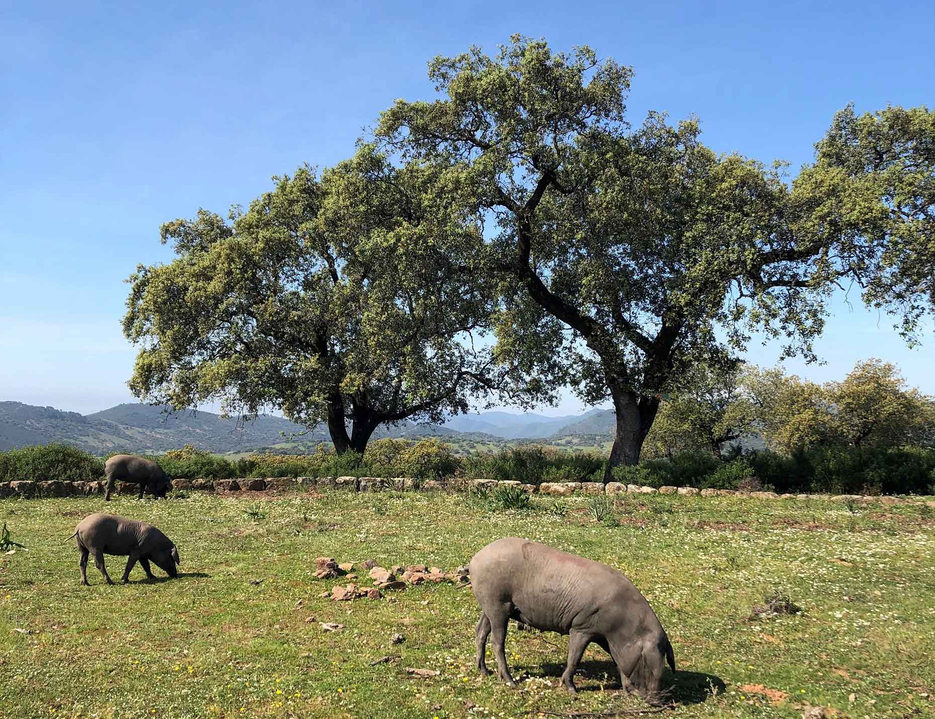More pigs in the Spanish dehesa (Image: Daisy Meager)