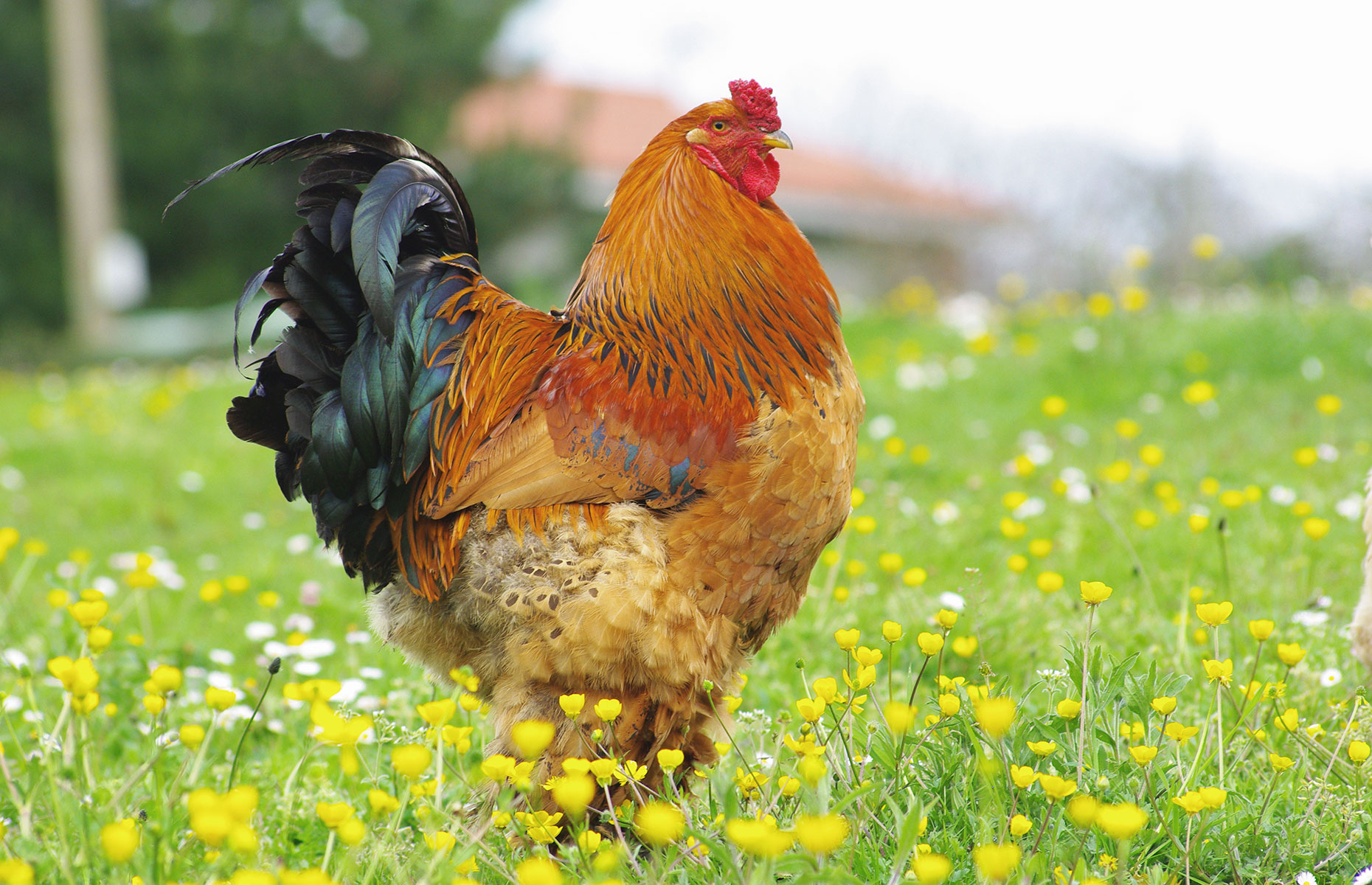 A brahma chicken, breed type (Image: Patri Sierra/Shutterstock)
