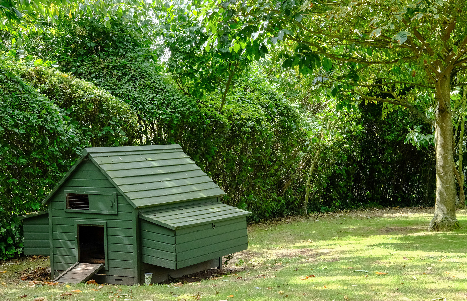 Chicken coup set up near bushes (Image: Nick Beer/Shutterstock)