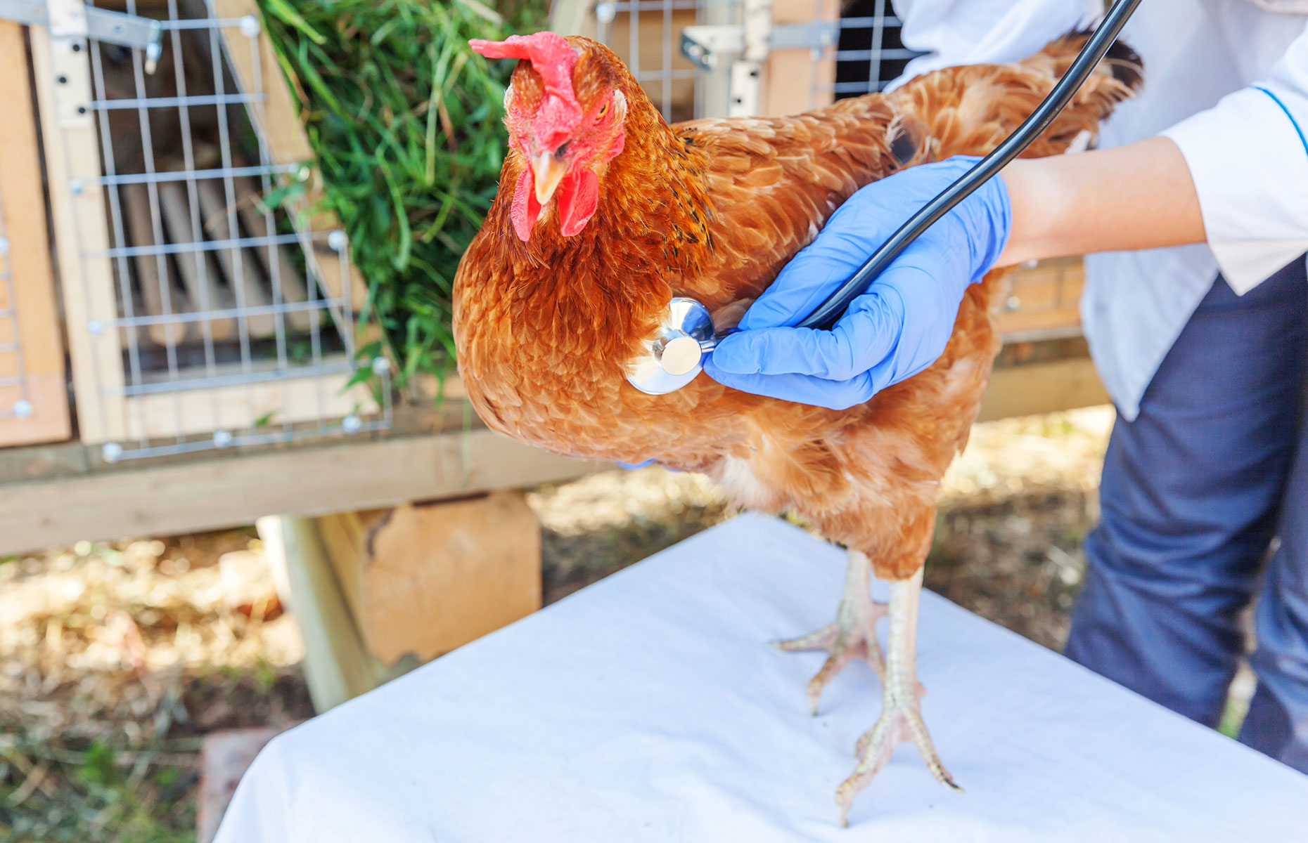 Chicken undergoing at veterinary examination (Images: Julia Zavalishina/Shutterstock)