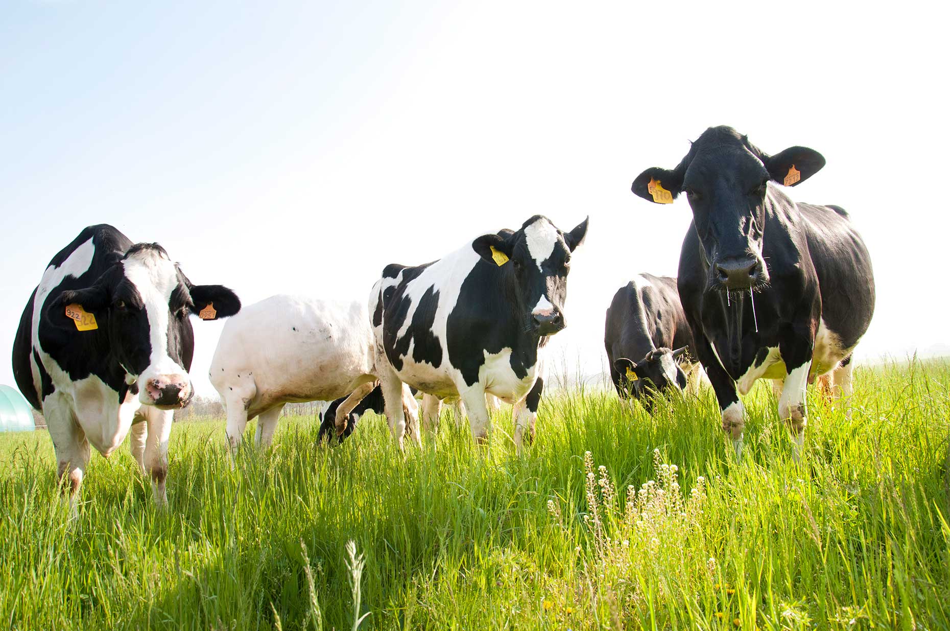 Parmesan cows (Image: Courtesy of Consortium of Parmigiano Reggiano)