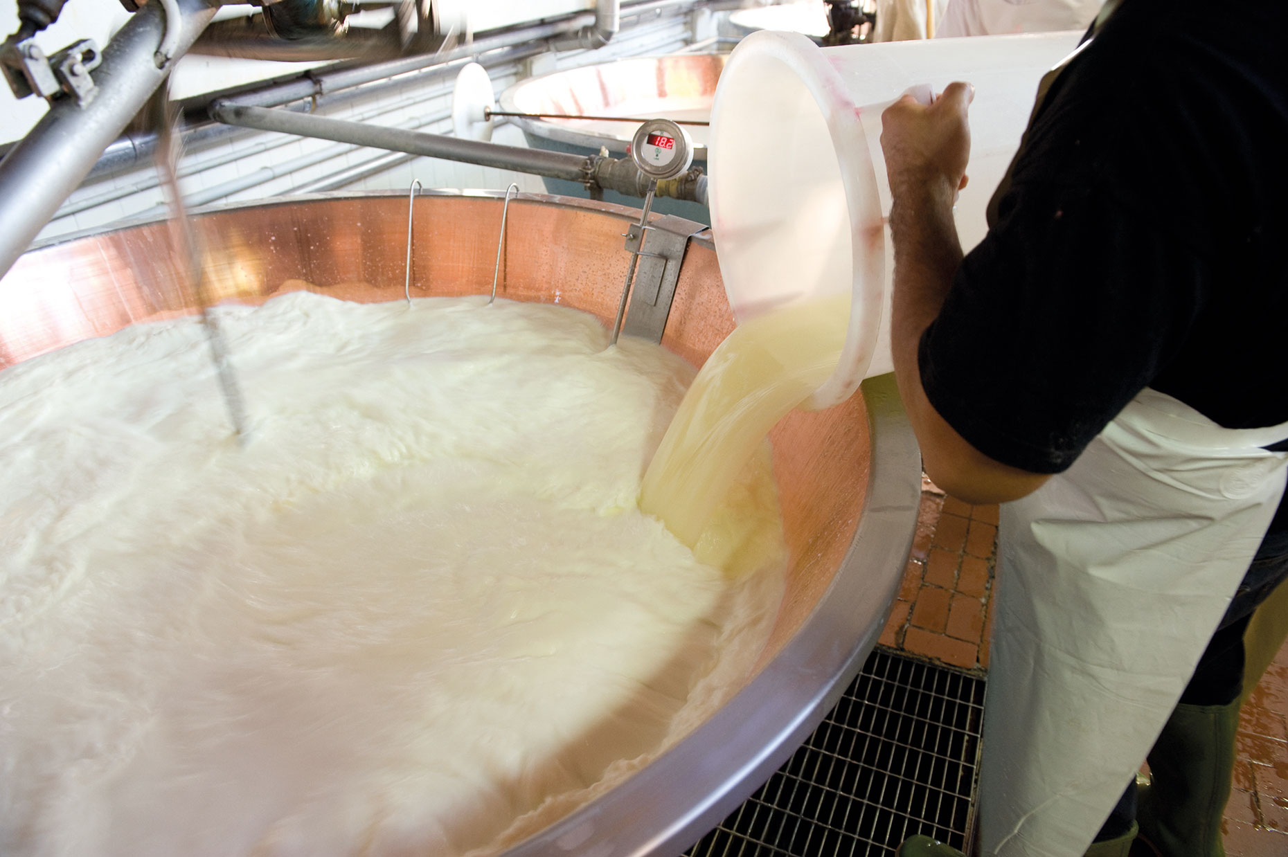 Milk for parmesan (Image: Courtesy of Consortium of Parmigiano Reggiano)