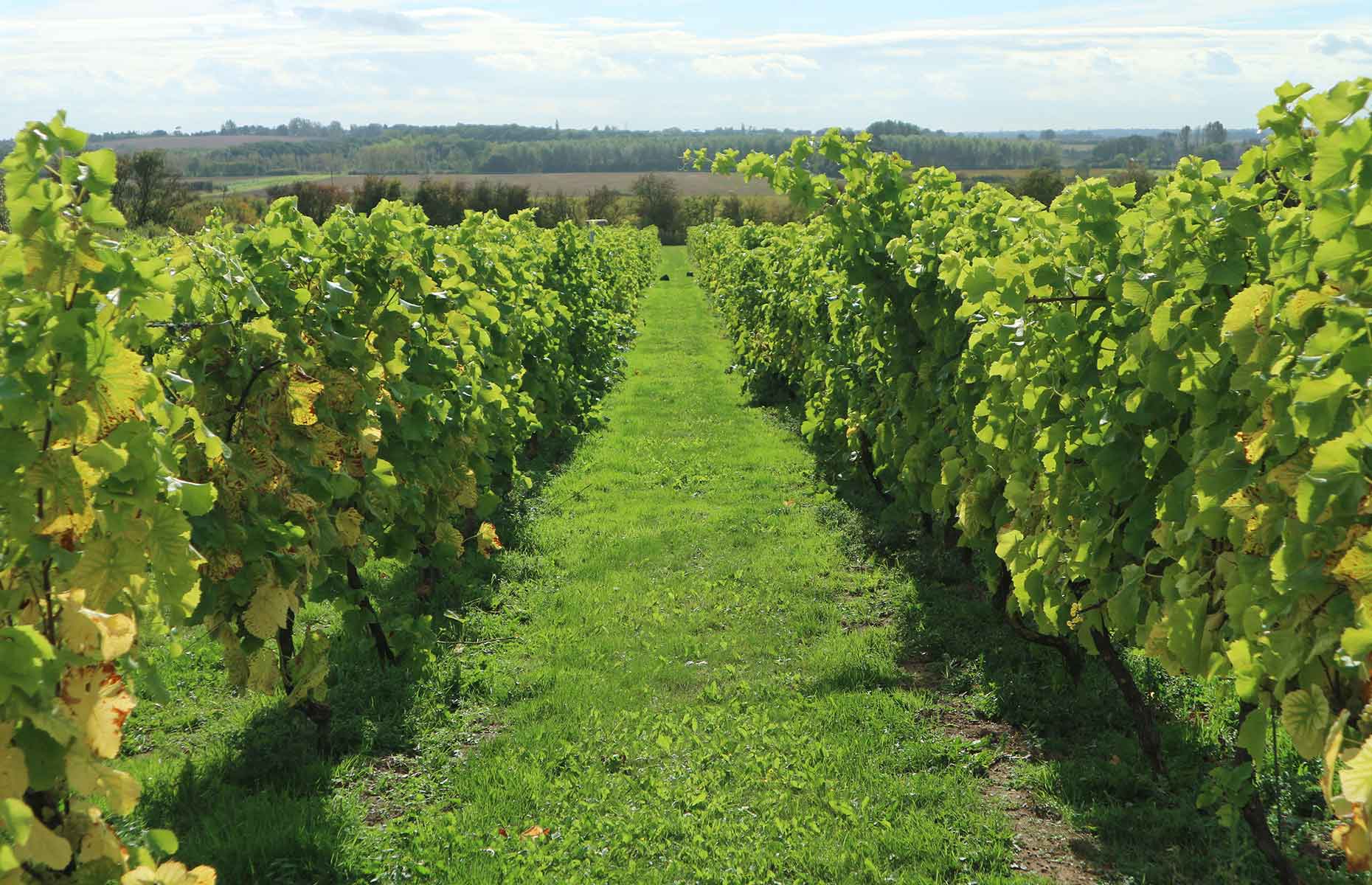 English vineyard (Image: AlCam/Shutterstock)